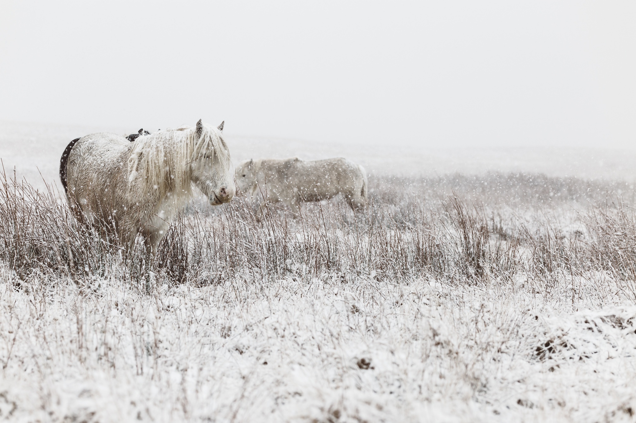 Скачать картинку Животные, Зима, Снег, Туман, Белый, Лошадь в телефон бесплатно.