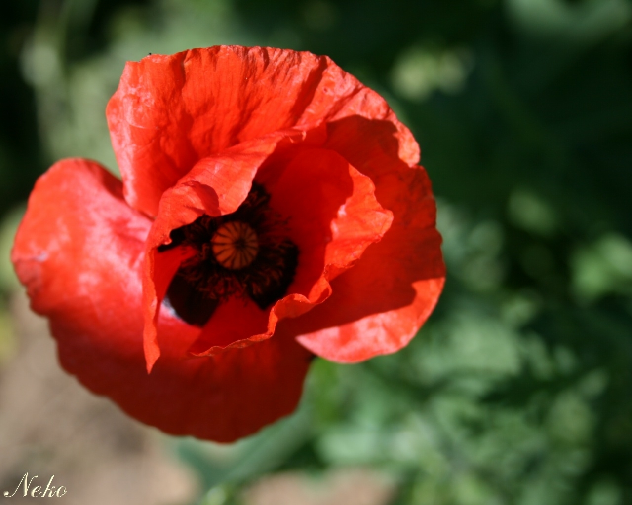 Download mobile wallpaper Plants, Flowers, Poppies for free.