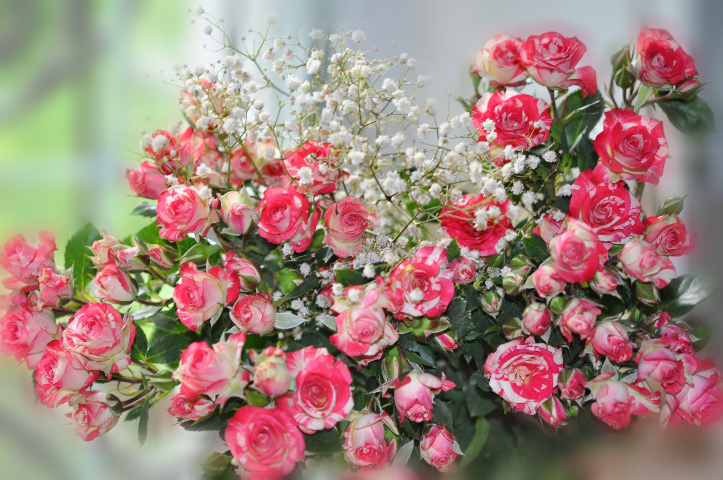 Download mobile wallpaper Flowers, Flower, Rose, Earth, Pink Rose, Baby's Breath for free.