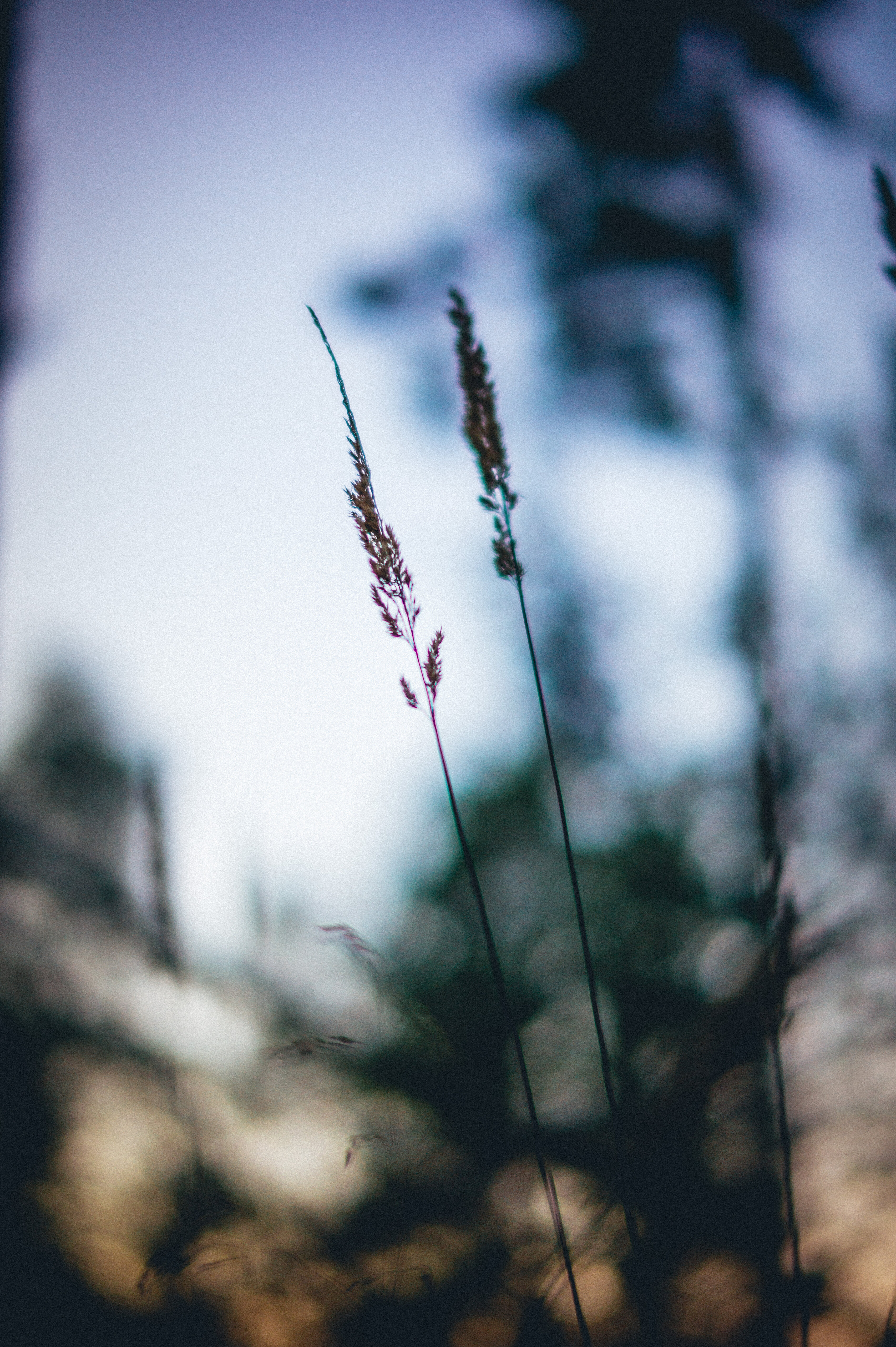 Download mobile wallpaper Ears, Spikes, Grass, Smooth, Macro, Blur for free.