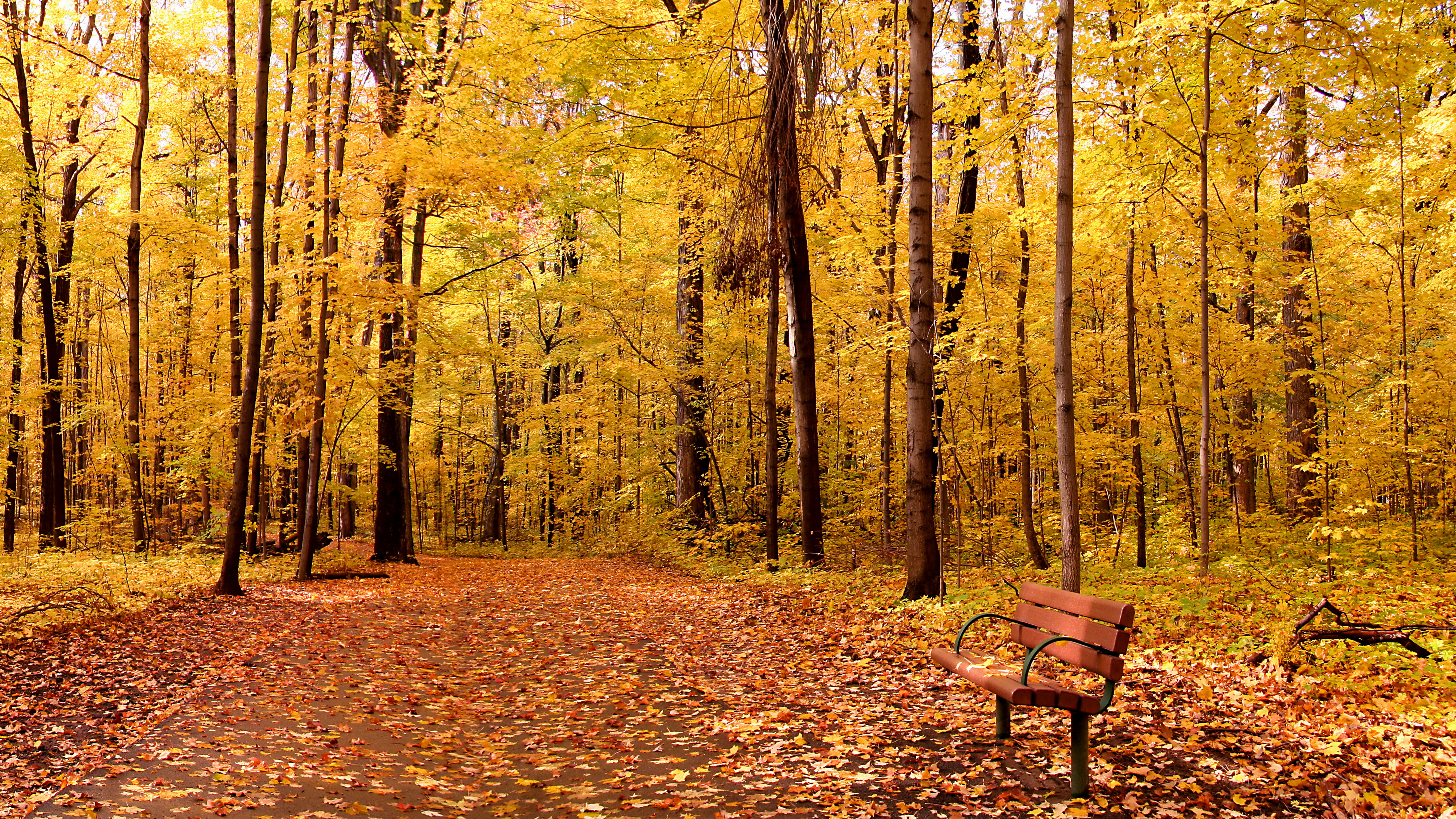 Скачать картинку Природа, Осень, Парк, Дерево, Листва, Скамейка, Ландшафт, Фотографии в телефон бесплатно.