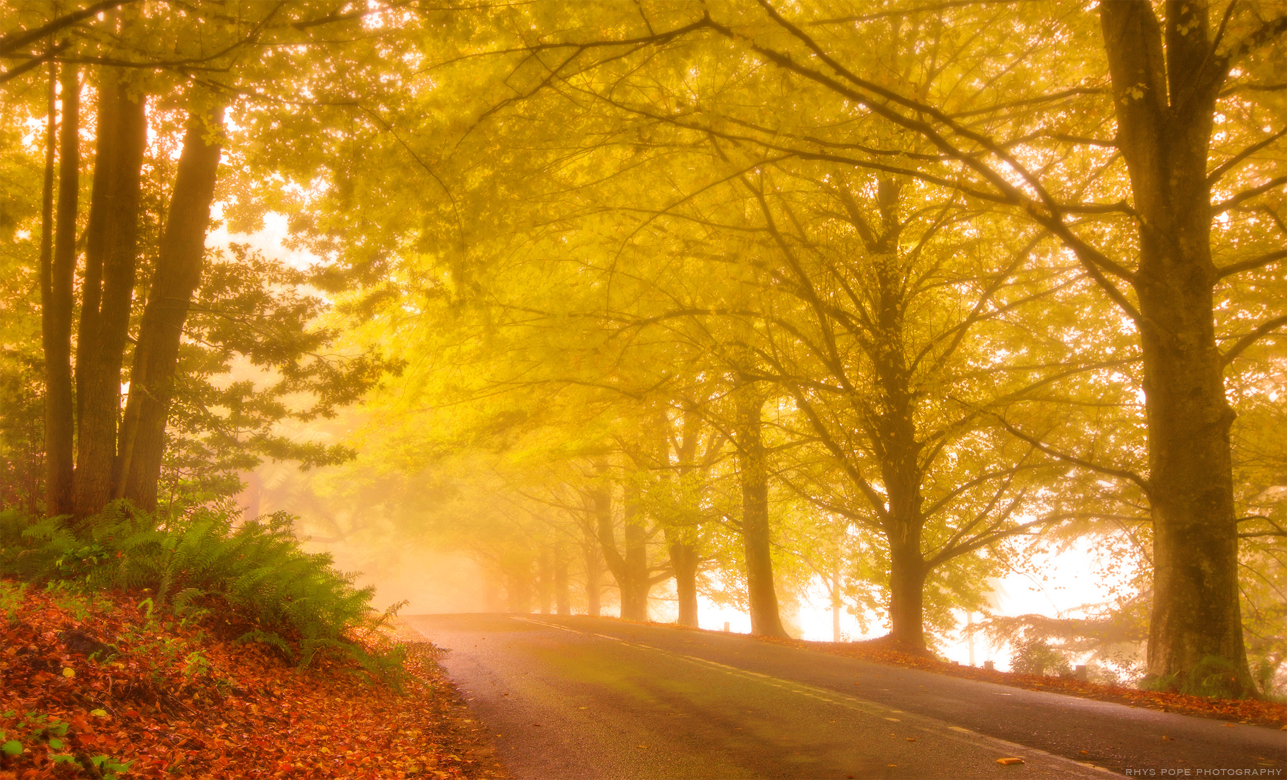 Скачать обои бесплатно Осень, Дорога, Лес, Дерево, Туман, Земля/природа картинка на рабочий стол ПК