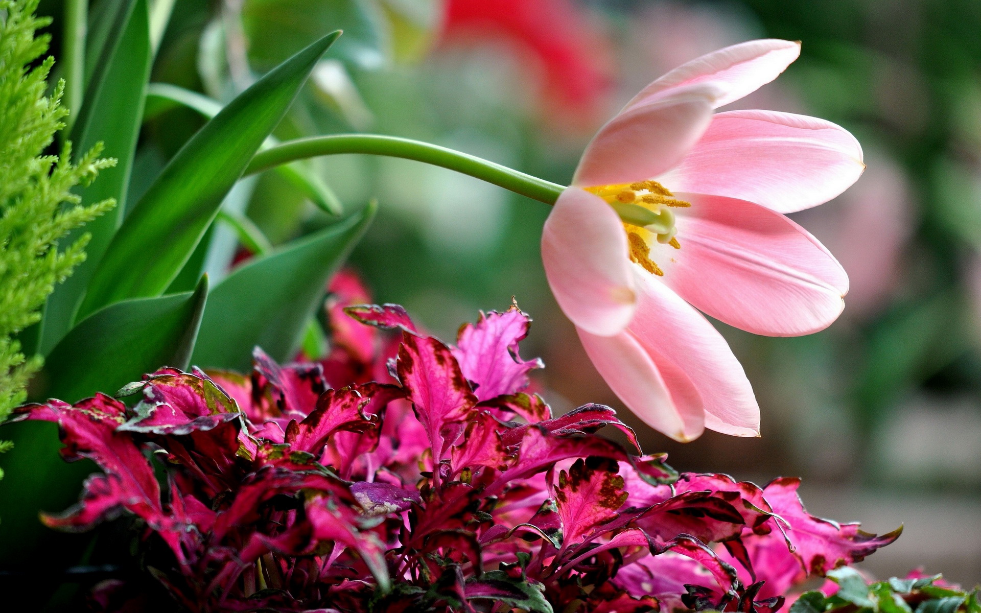 Téléchargez gratuitement l'image Fleurs, Fleur, Terre/nature sur le bureau de votre PC