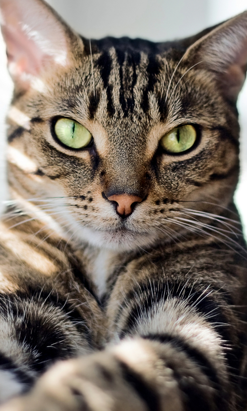 Descarga gratuita de fondo de pantalla para móvil de Animales, Gatos, Gato, Rayas, Mirar Fijamente.