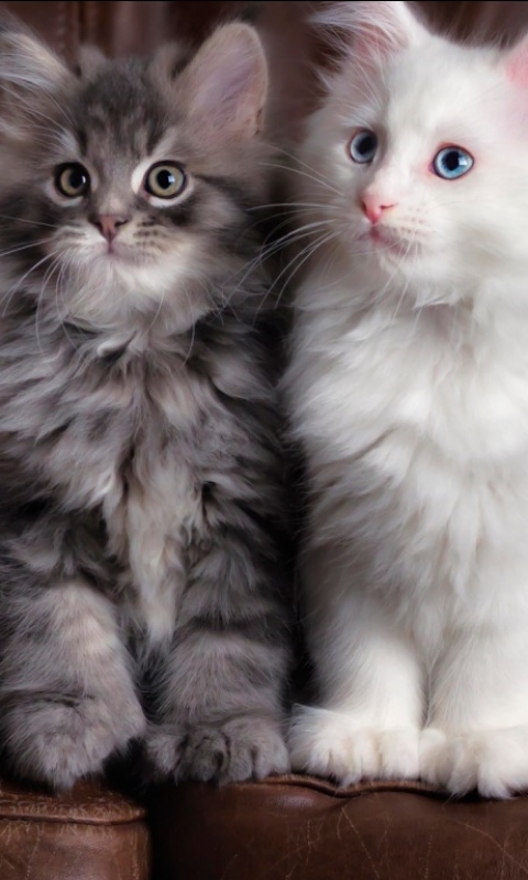 Download mobile wallpaper Cats, Cat, Animal, Cute for free.