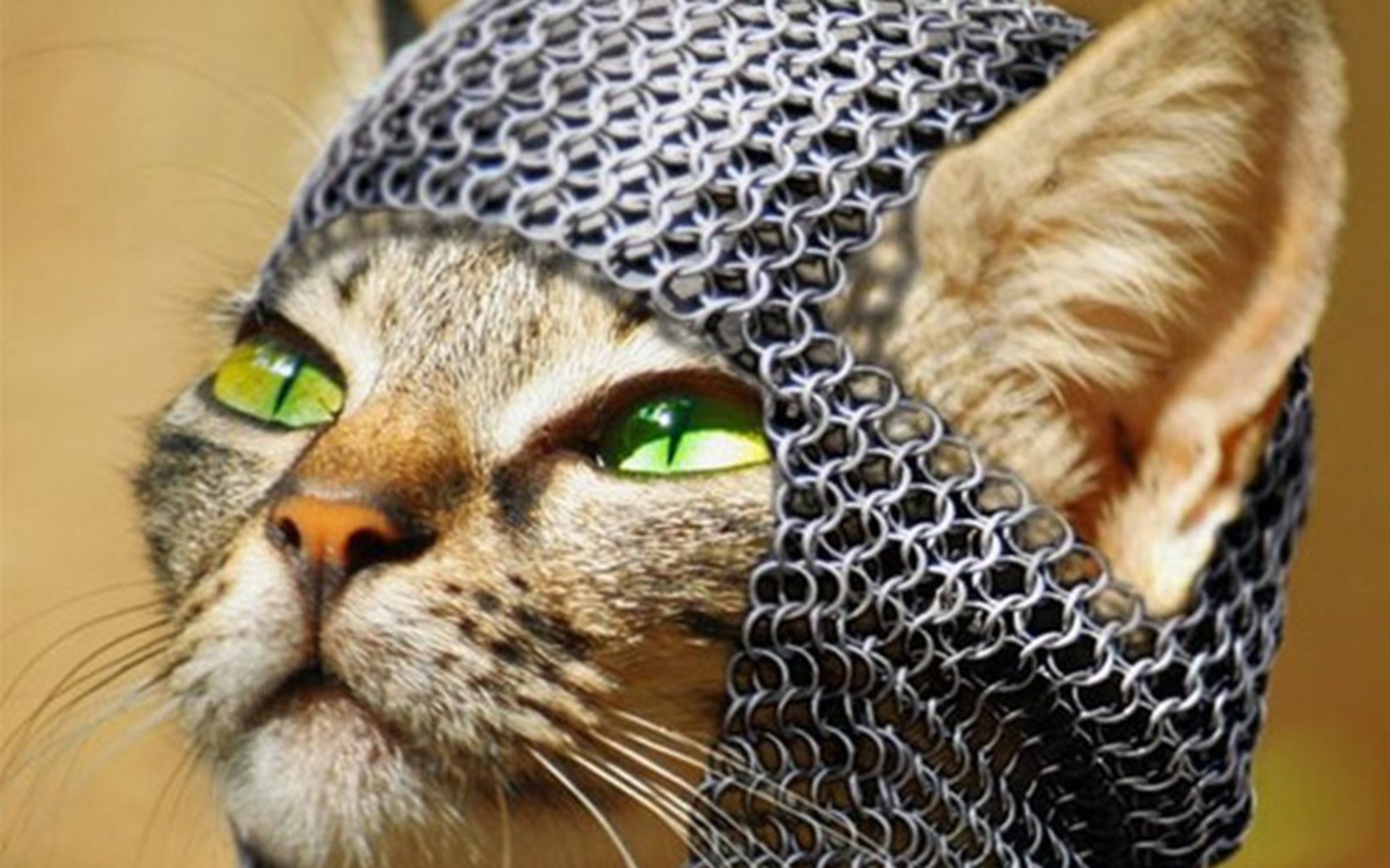 funny, humor, medieval, cat