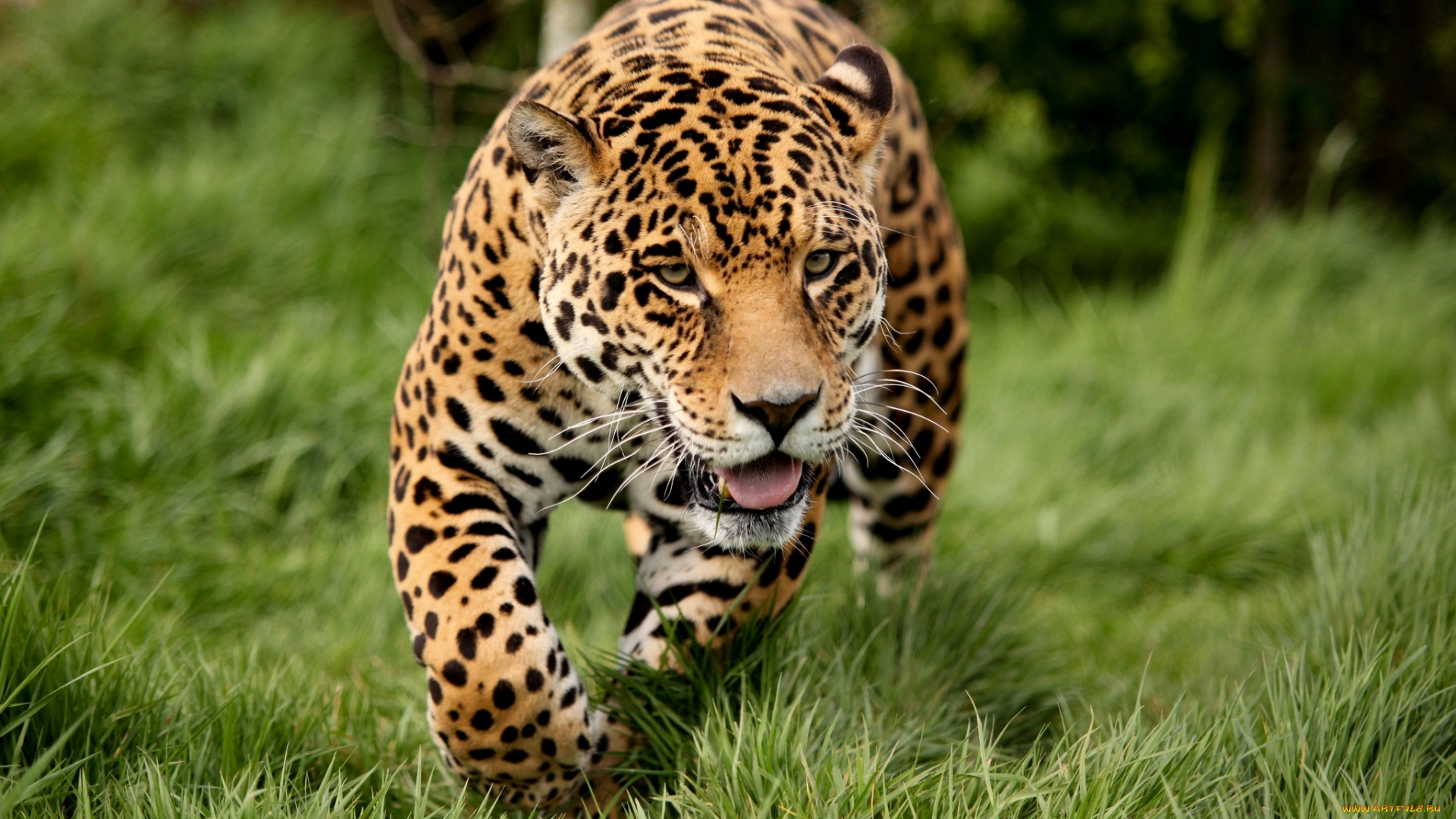 Téléchargez des papiers peints mobile Animaux, Jaguar gratuitement.