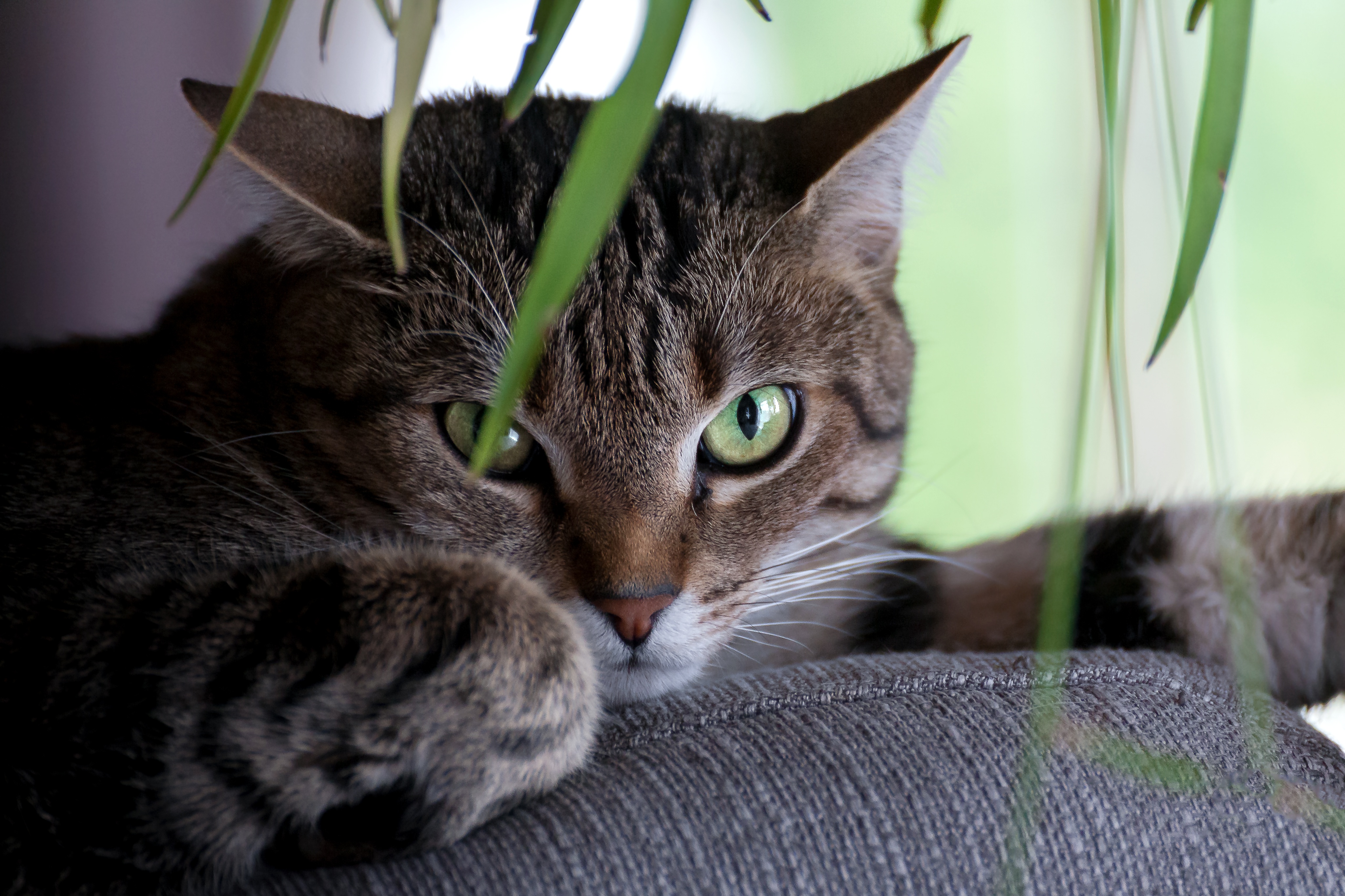 Handy-Wallpaper Tiere, Katzen, Katze, Starren kostenlos herunterladen.