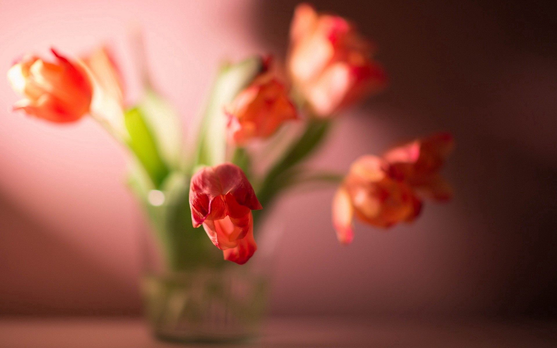 Free download wallpaper Plant, Tulip, Flowers, Macro on your PC desktop