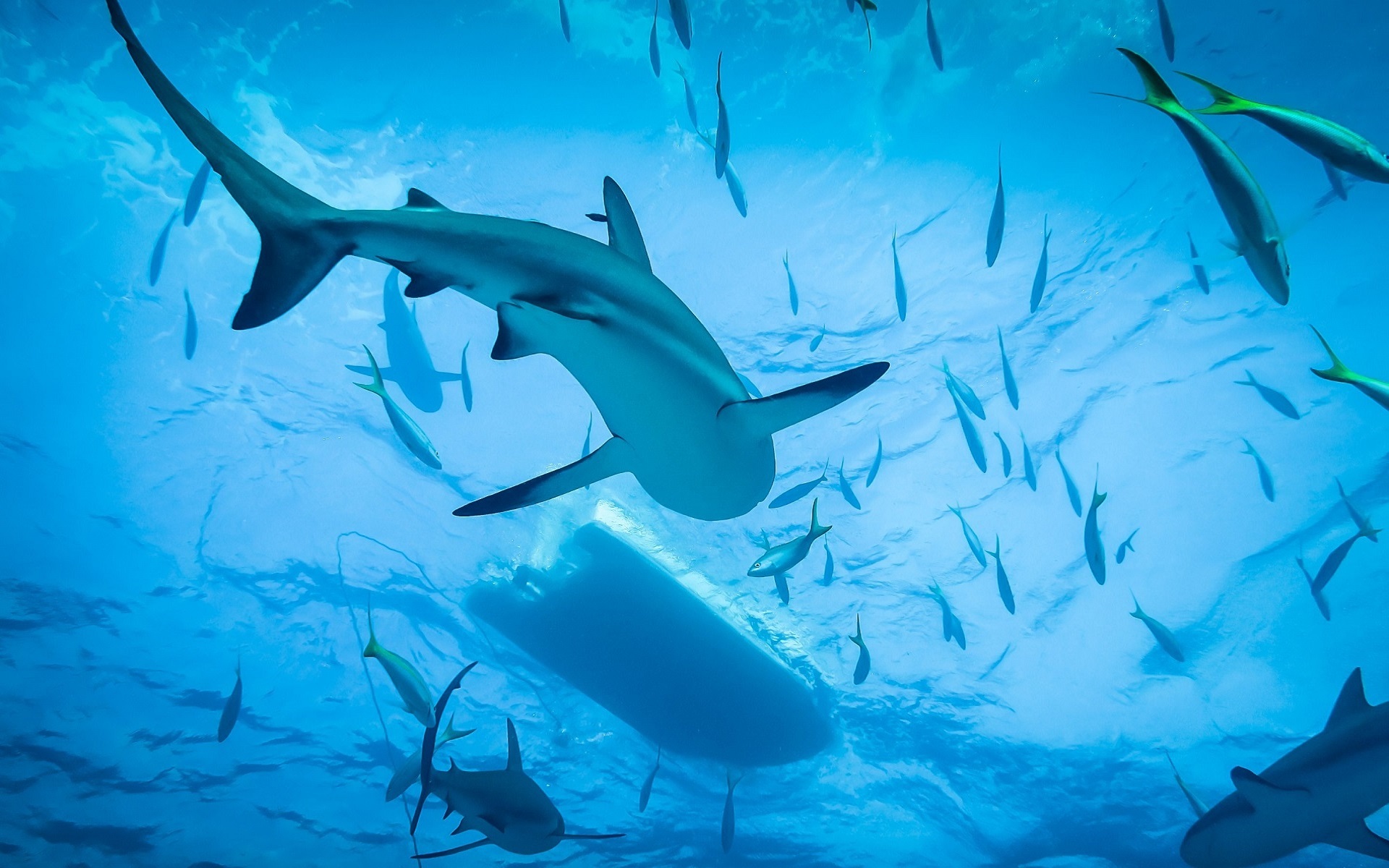 Baixar papel de parede para celular de Animais, Peixe, Embaixo Da Agua, Tubarão, Vida Marinha gratuito.