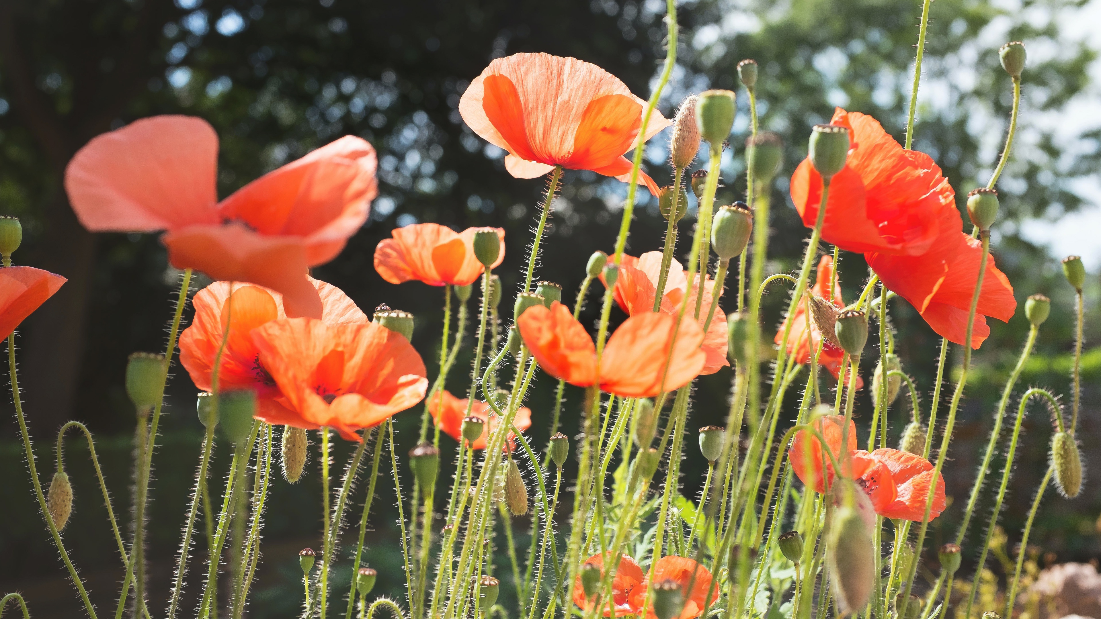 Free download wallpaper Flowers, Earth, Poppy on your PC desktop