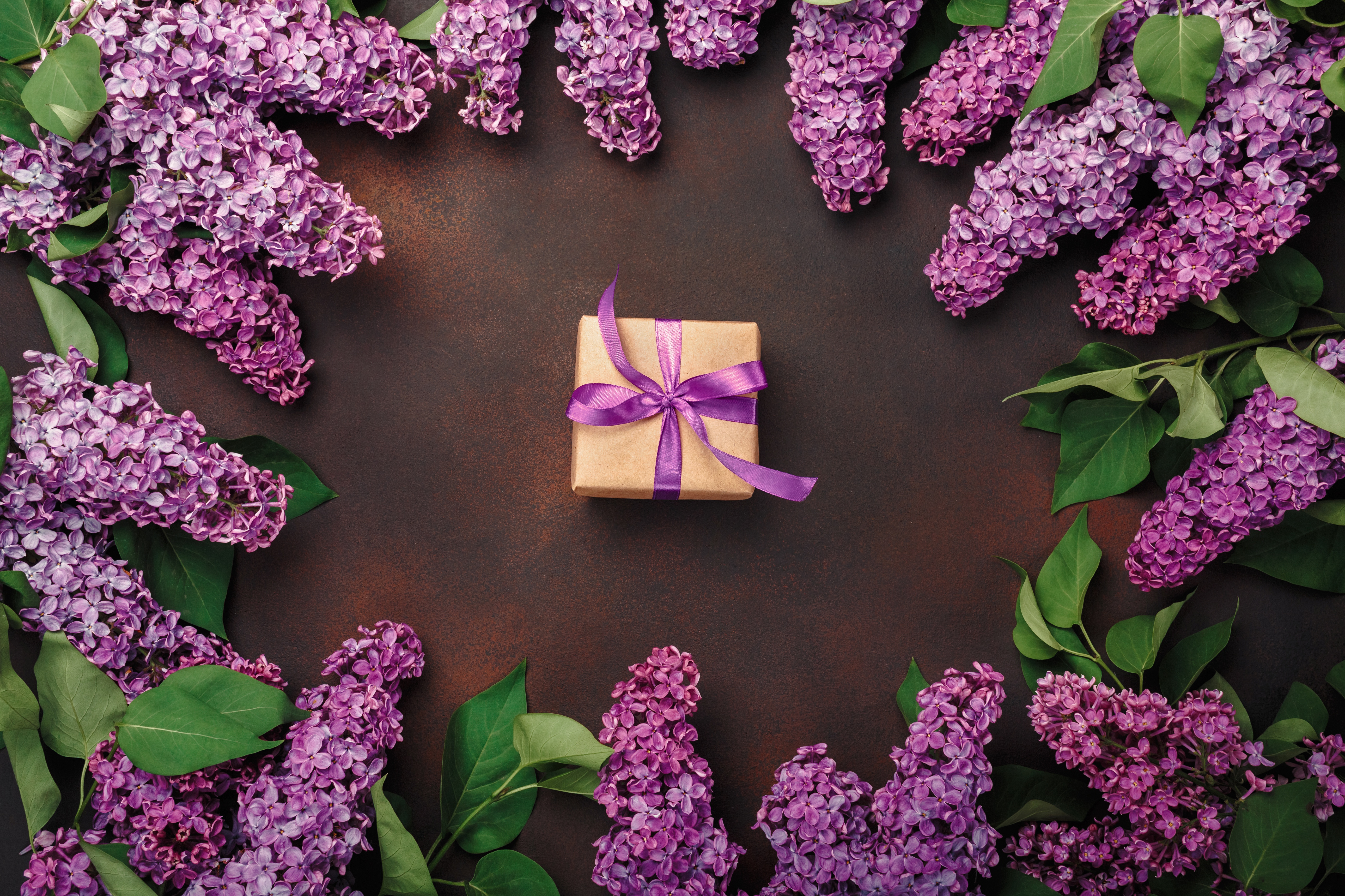 無料モバイル壁紙ライラック, 花, その他, 贈り物, 紫色の花をダウンロードします。