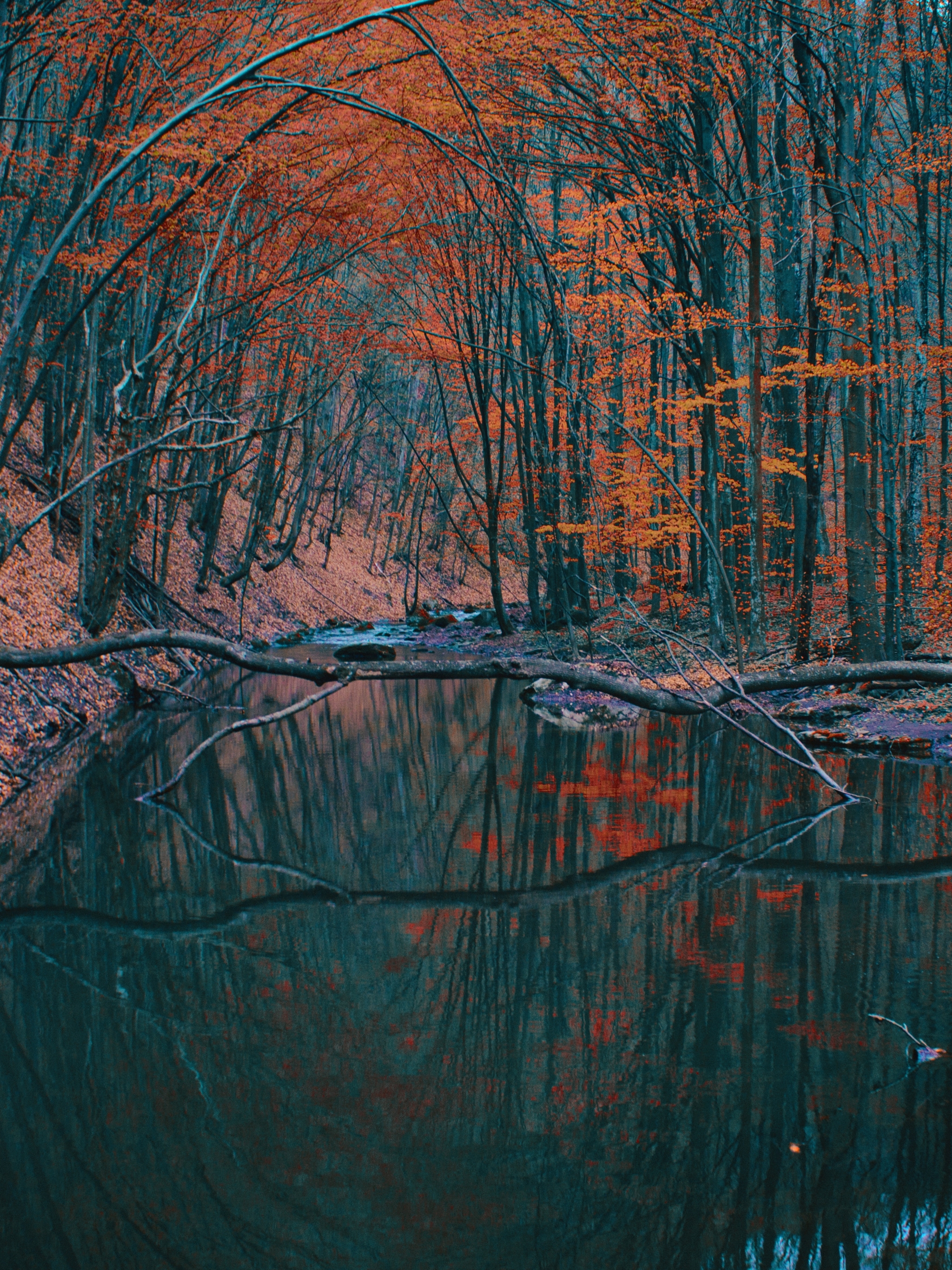 Download mobile wallpaper Nature, Reflection, Forest, Fall, Earth, River for free.