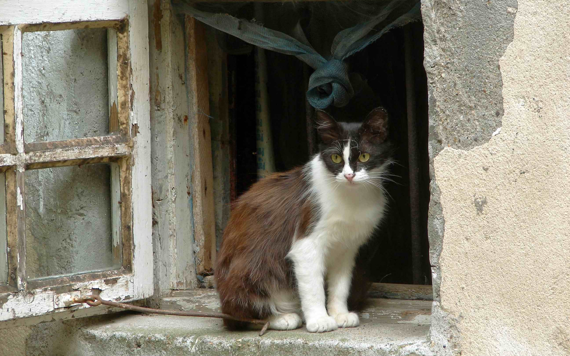 Téléchargez des papiers peints mobile Animaux, Chats, Chat gratuitement.