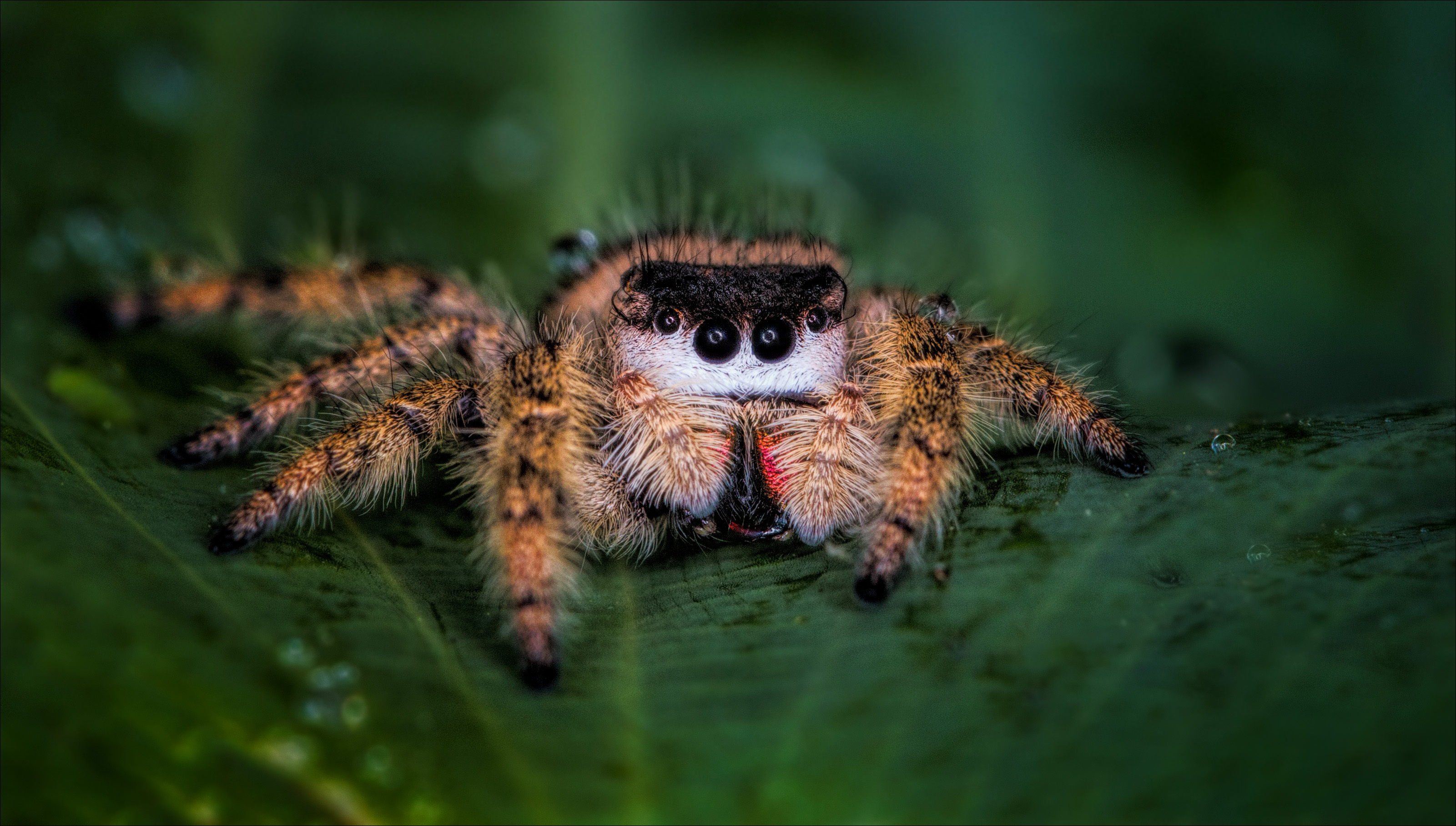 Laden Sie das Tiere, Makro, Spinne, Springspinnen, Spinnen-Bild kostenlos auf Ihren PC-Desktop herunter