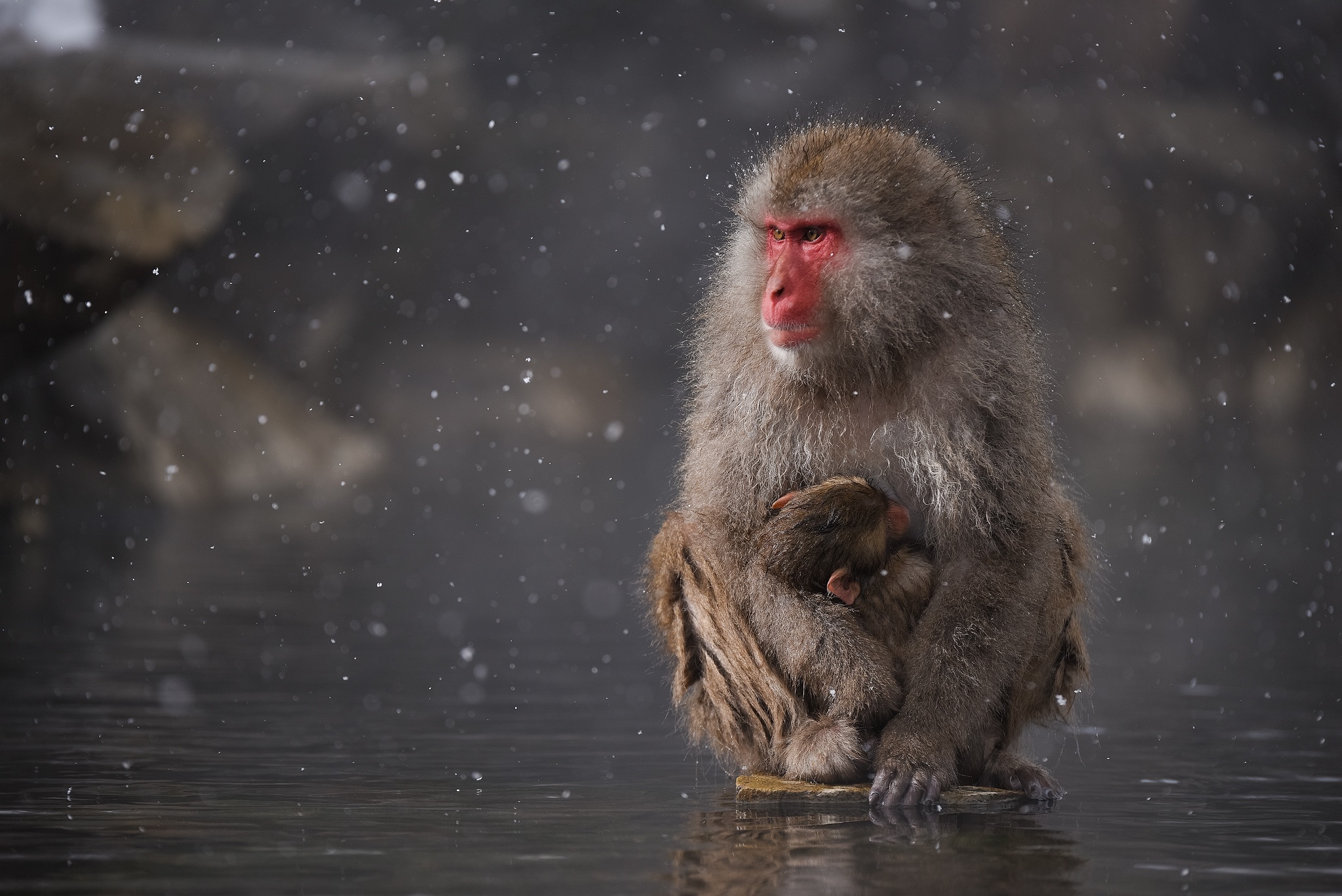 PCデスクトップに動物, サル, 猿, ニホンザル画像を無料でダウンロード