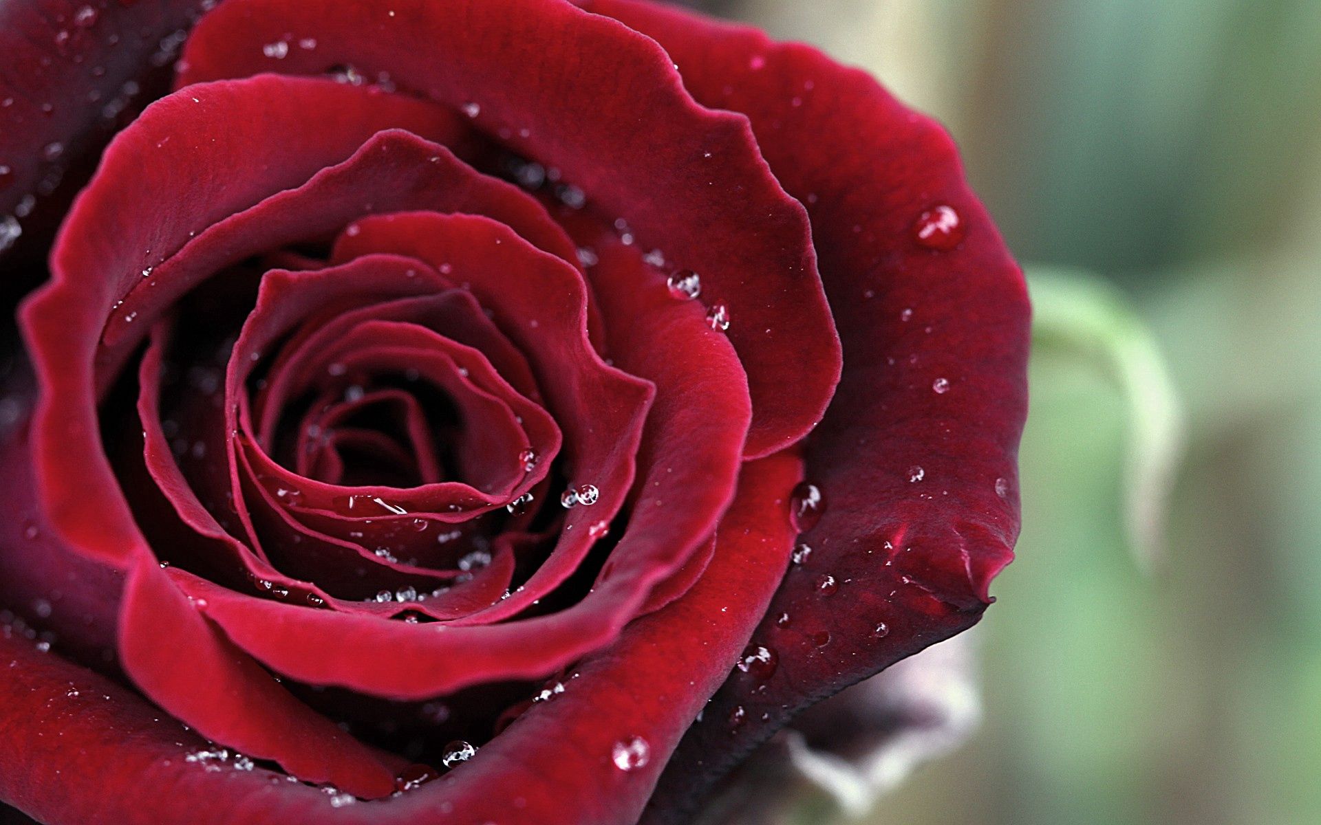 Download mobile wallpaper Petals, Macro, Rose, Drops, Rose Flower, Dark for free.