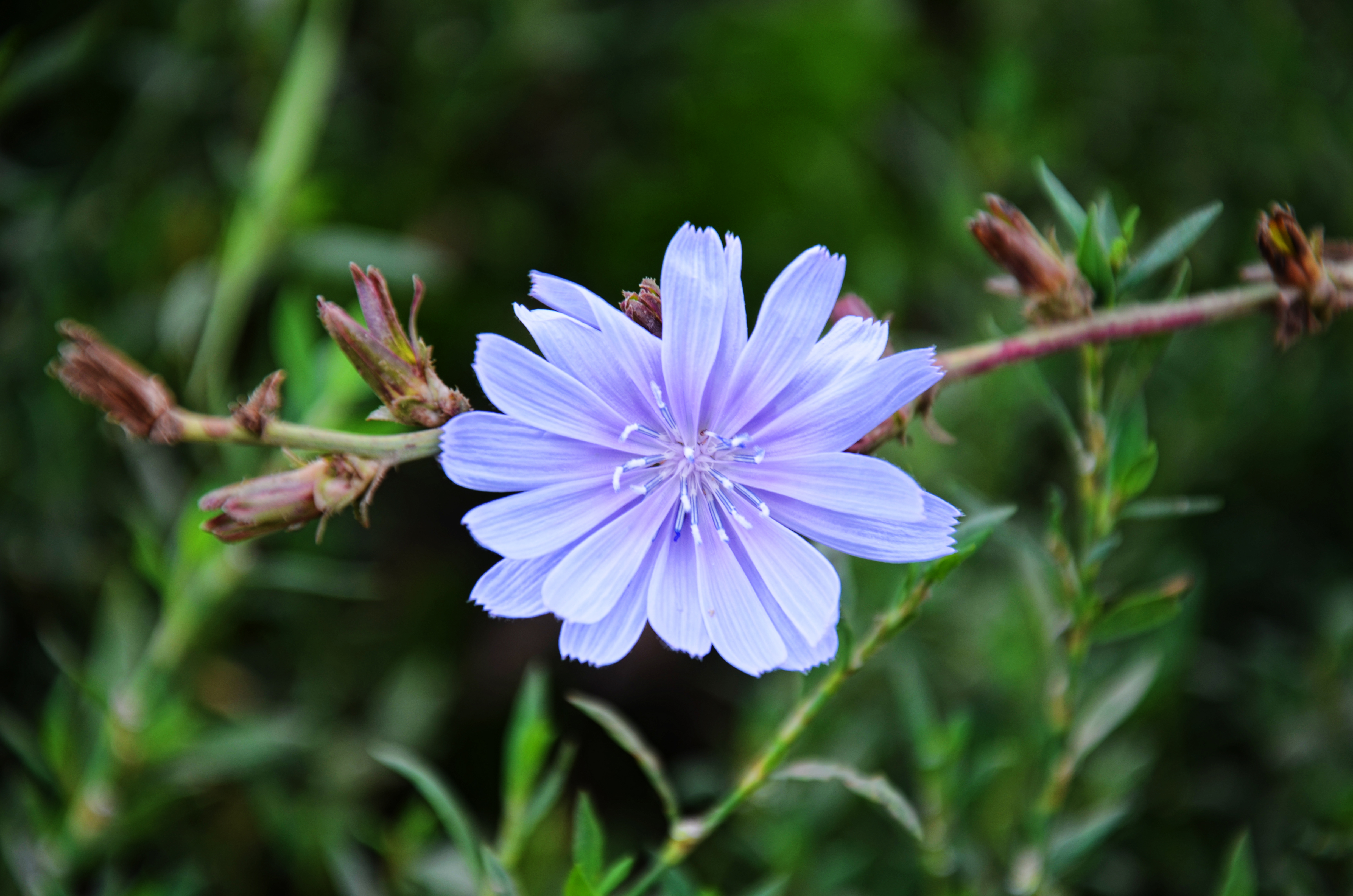 Descarga gratuita de fondo de pantalla para móvil de Flores, Flor, Tierra/naturaleza.