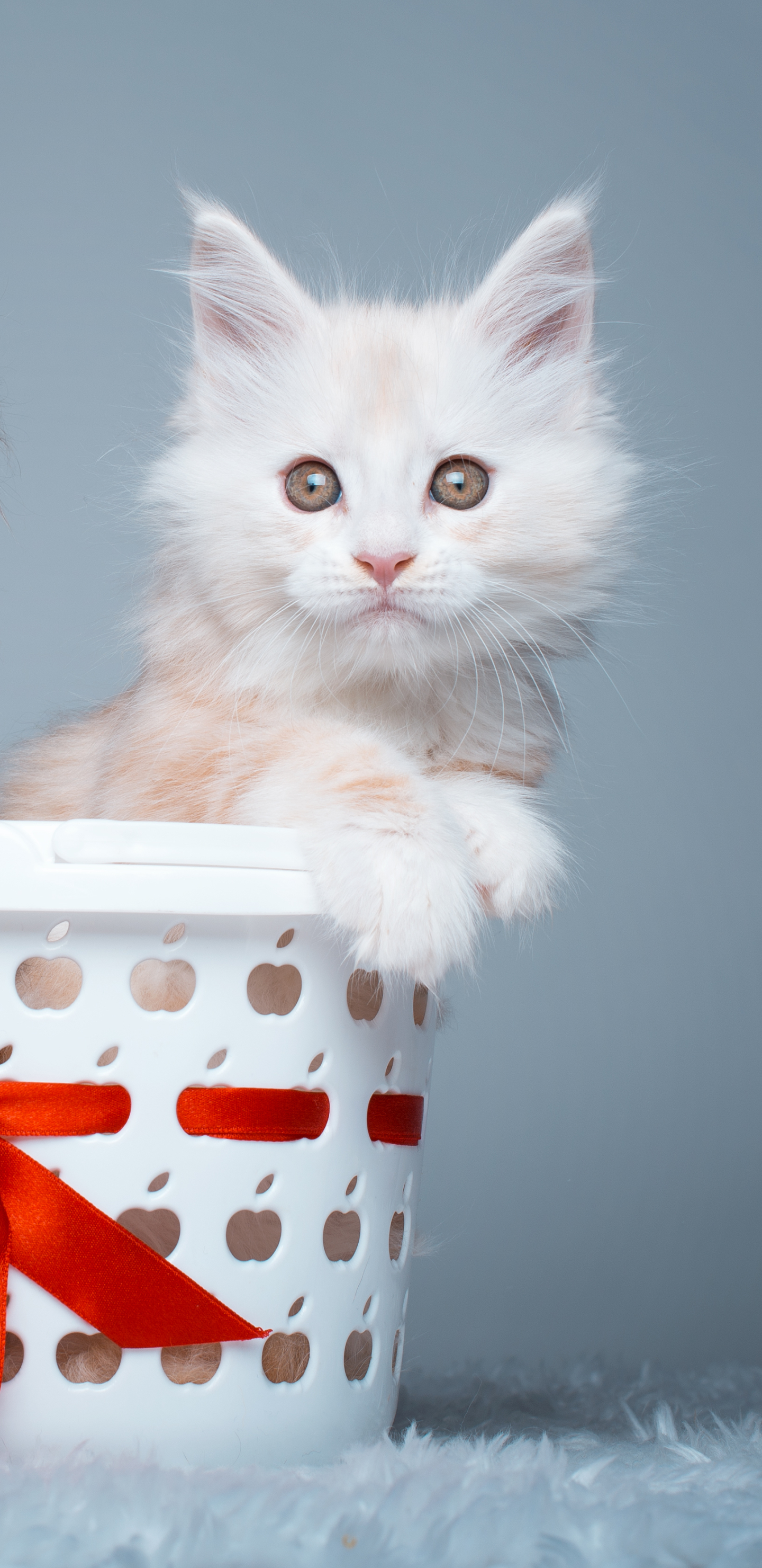 Free download wallpaper Cats, Cat, Kitten, Animal, Basket on your PC desktop