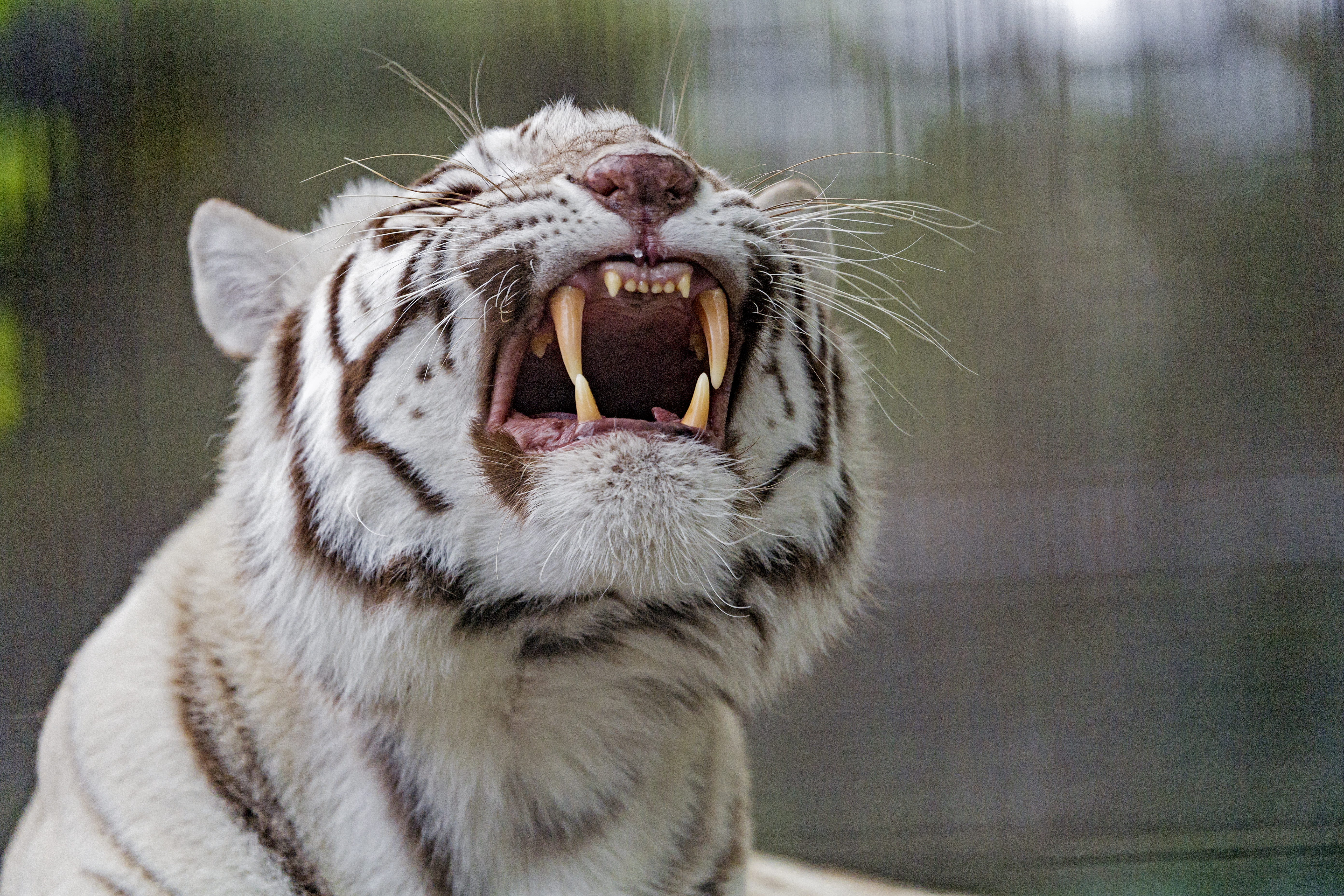 120803 descargar imagen animales, blanco, sonrisa, depredador, tigre, albino: fondos de pantalla y protectores de pantalla gratis