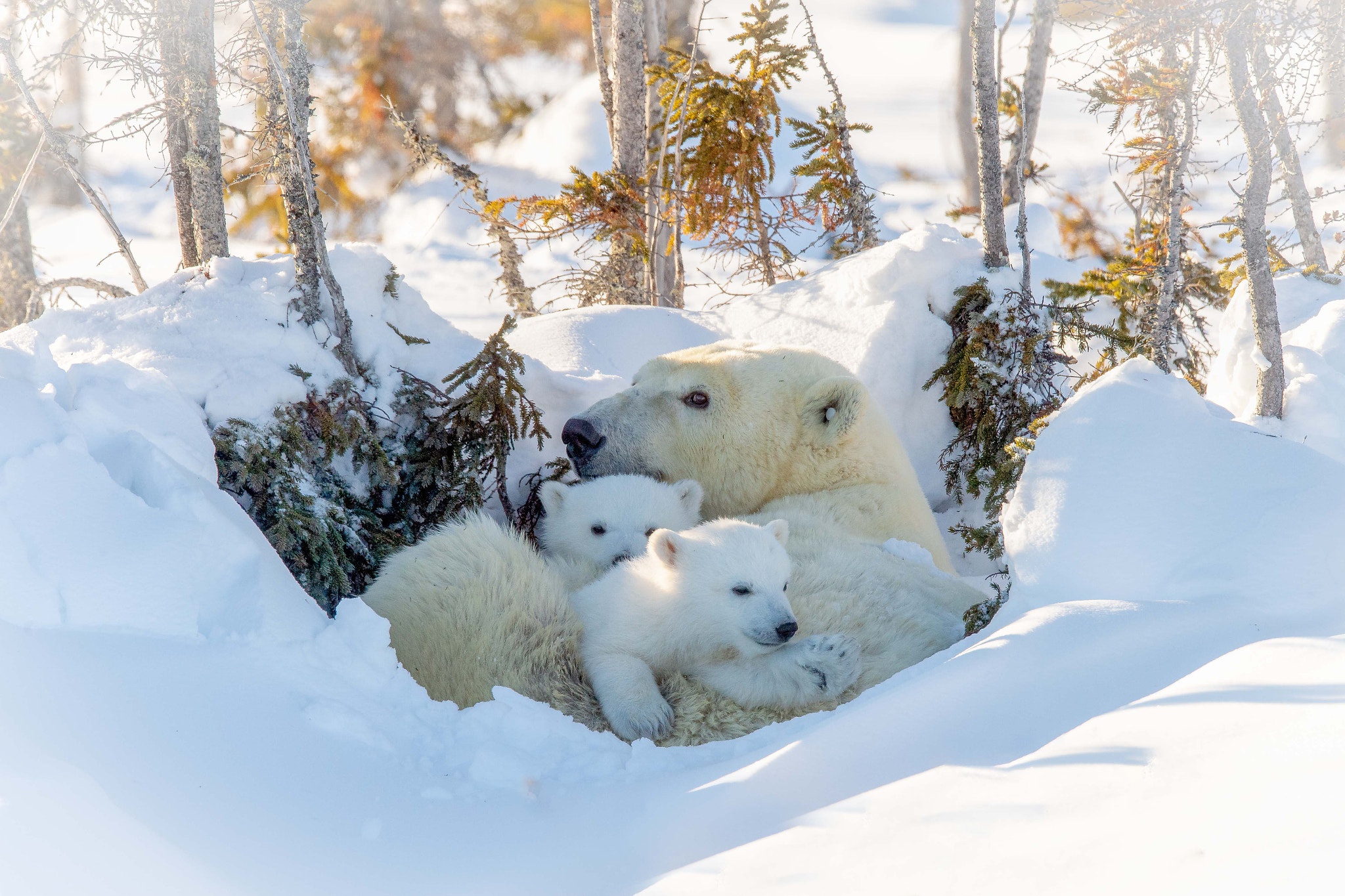 Handy-Wallpaper Tiere, Schnee, Bären, Eisbär, Tierbaby, Jungtier kostenlos herunterladen.