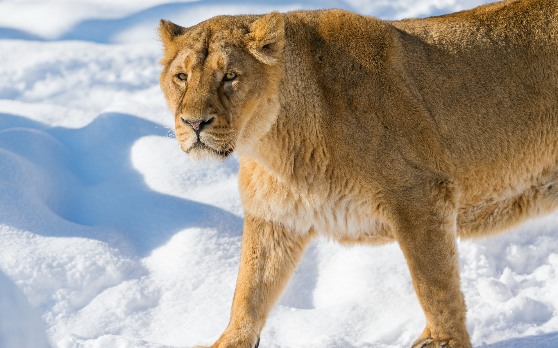 Téléchargez gratuitement l'image Animaux, Chats, Lion sur le bureau de votre PC