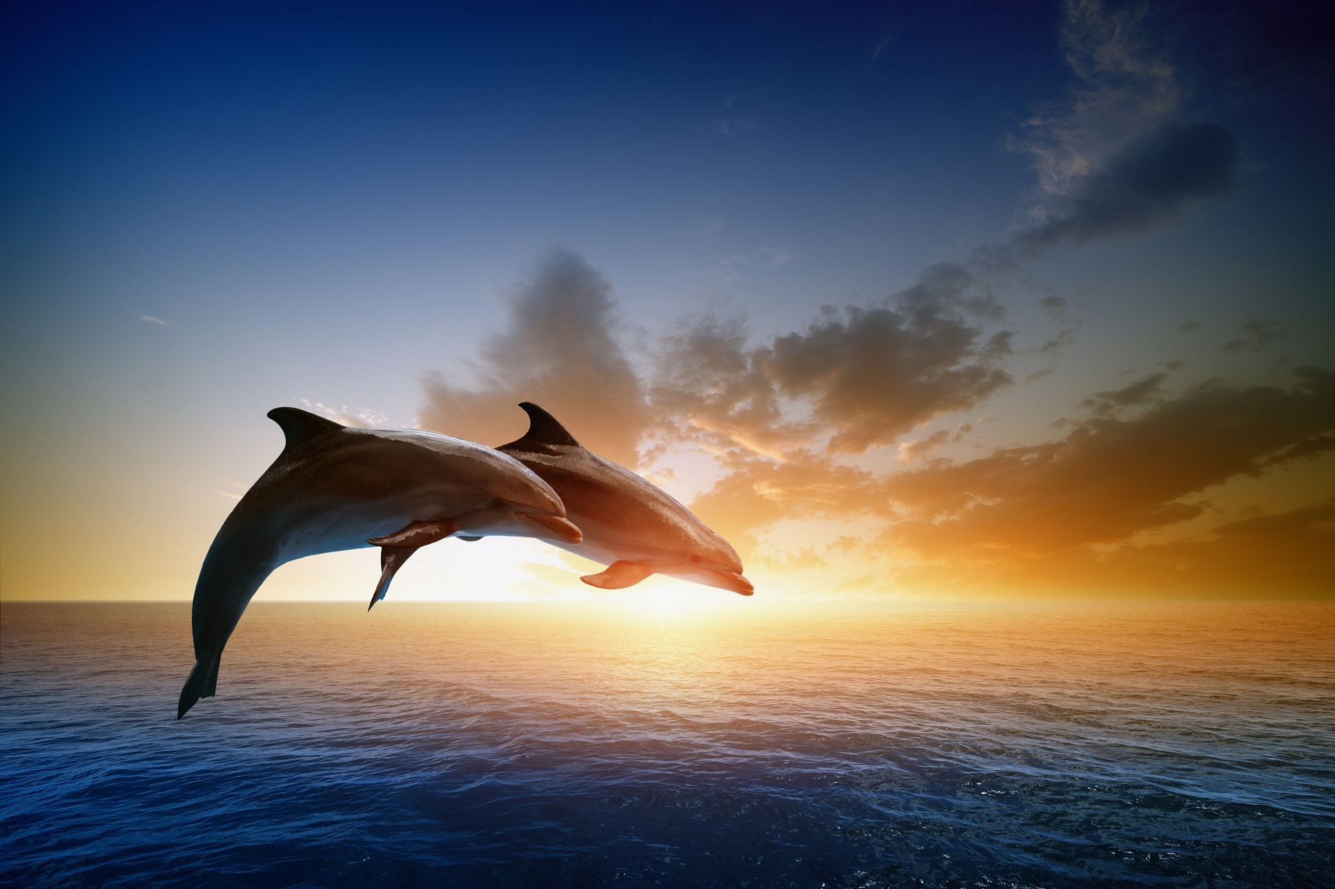 Download mobile wallpaper Animal, Dolphin for free.