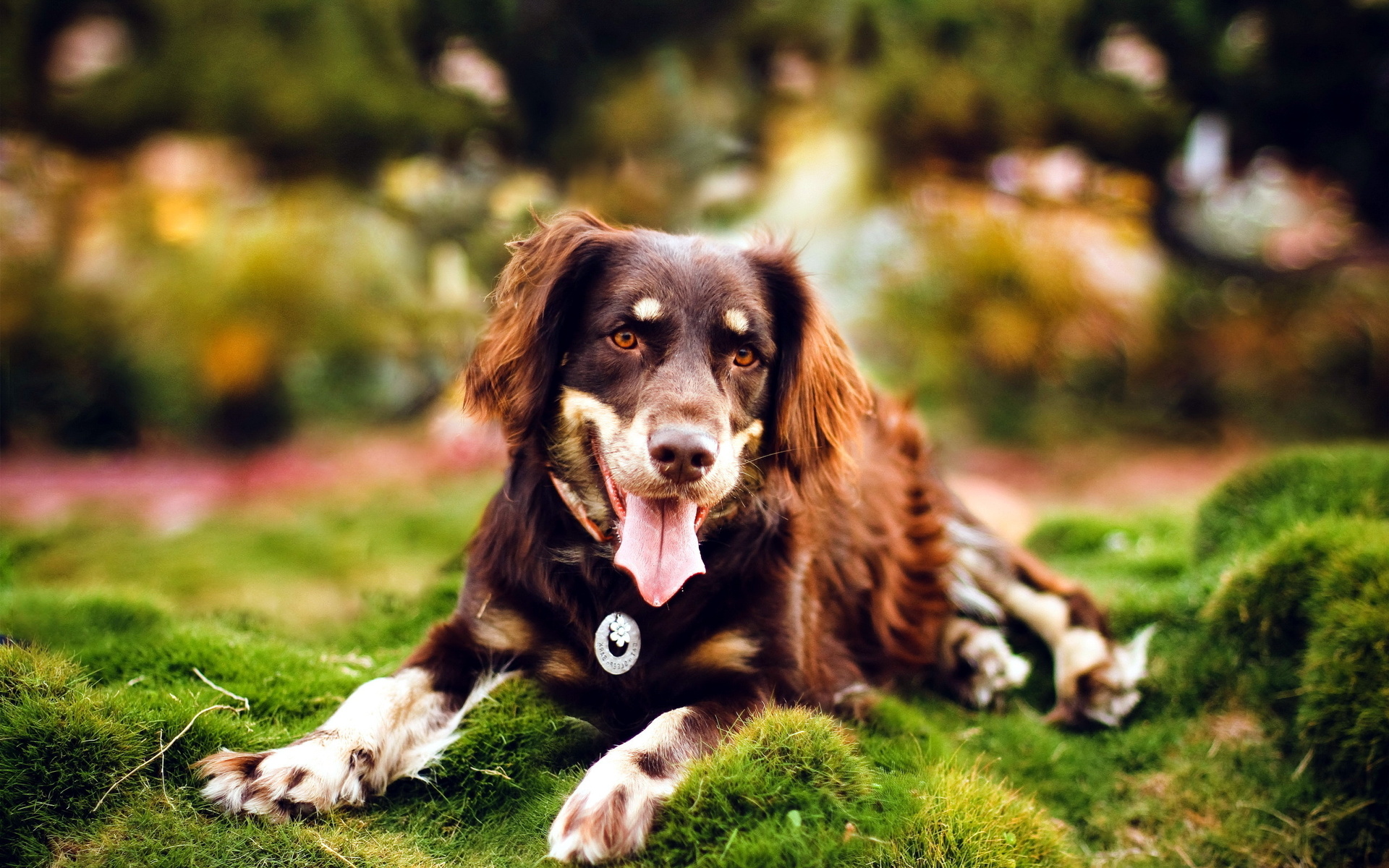 Baixe gratuitamente a imagem Animais, Cães, Cão na área de trabalho do seu PC