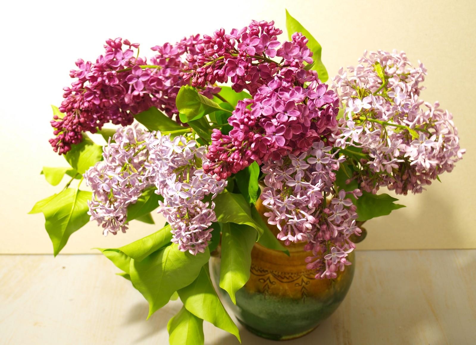Téléchargez des papiers peints mobile Fleurs, Lilas, Floraison, Source, Bouquet, Vase, Printemps gratuitement.