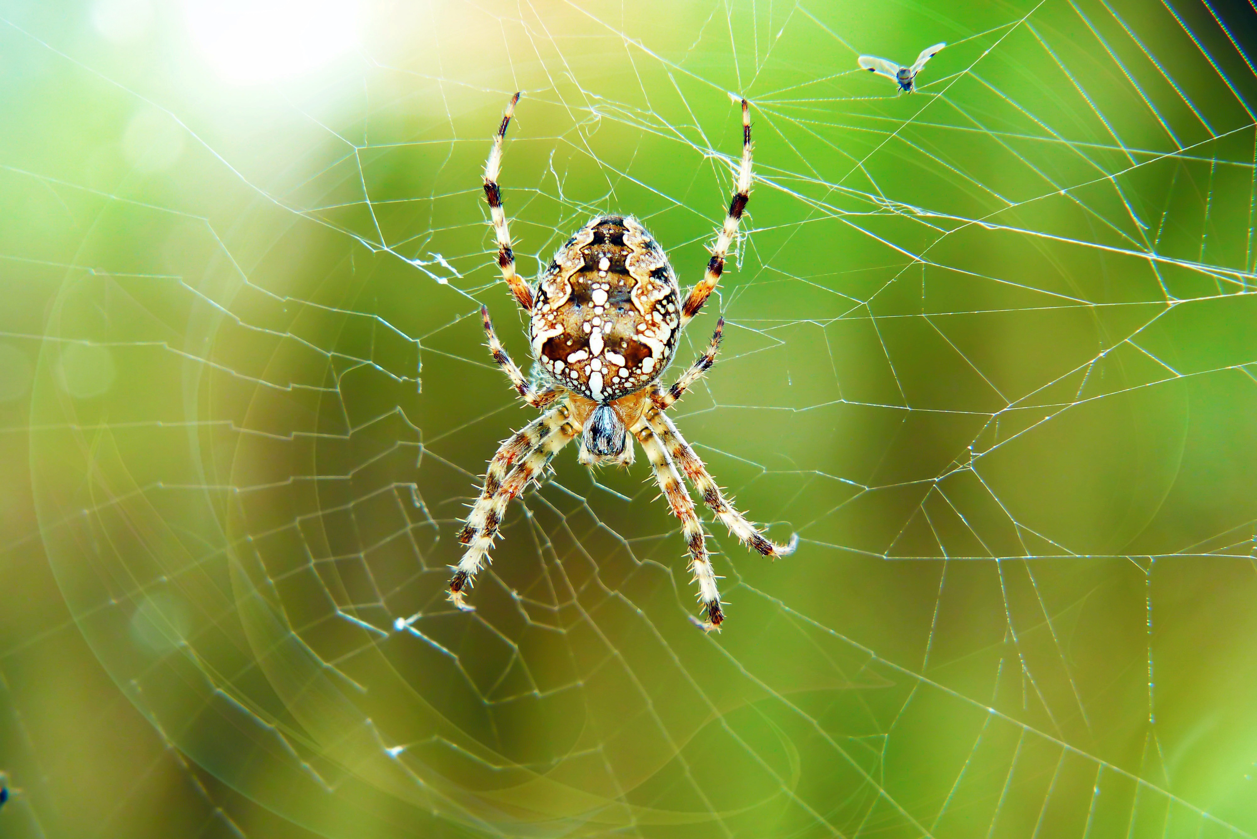 Descarga gratis la imagen Animales, Araña, Telaraña, Arácnido, Macrofotografía, Arañas en el escritorio de tu PC