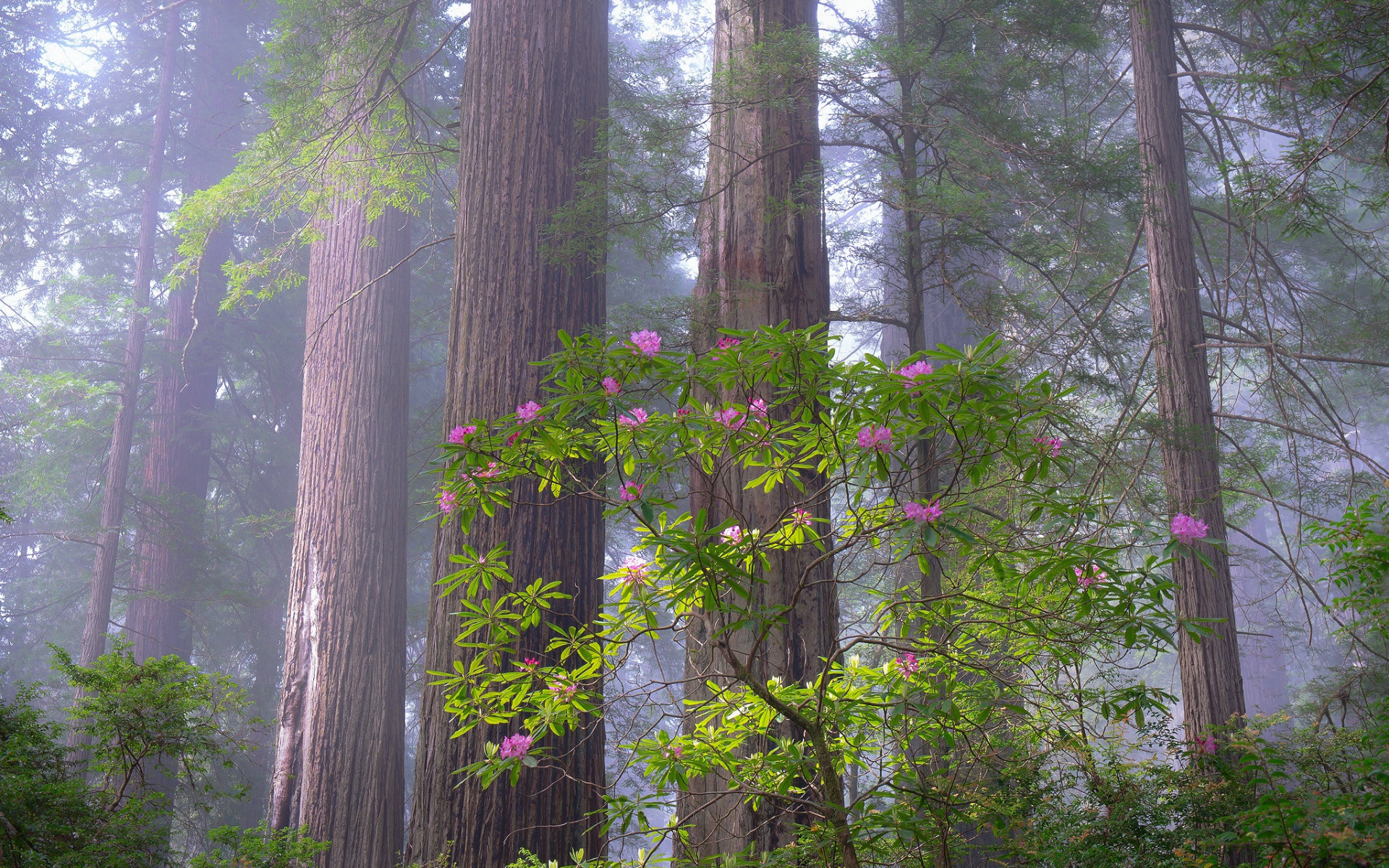 nature, tree, earth, bush, flower, forest, haze, rhododendron, trees