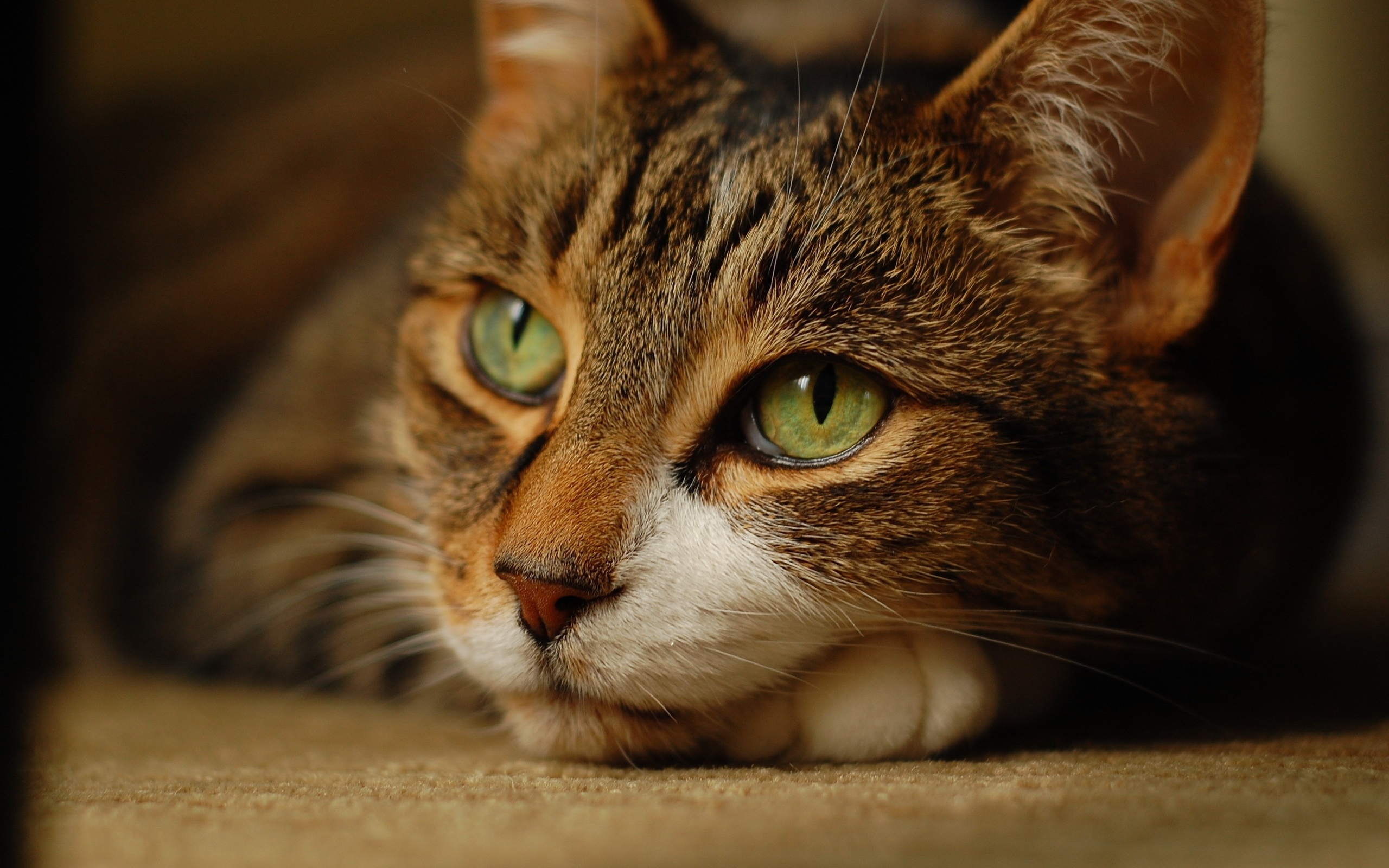 Baixe gratuitamente a imagem Animais, Gato na área de trabalho do seu PC