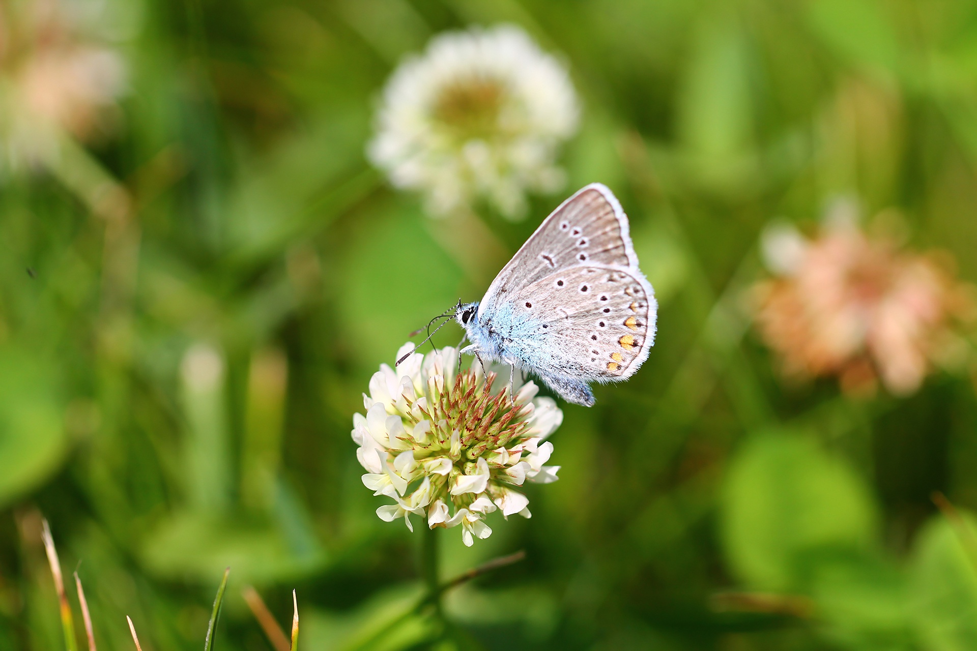 Laden Sie das Tiere, Schmetterlinge, Blume, Makro, Insekt-Bild kostenlos auf Ihren PC-Desktop herunter