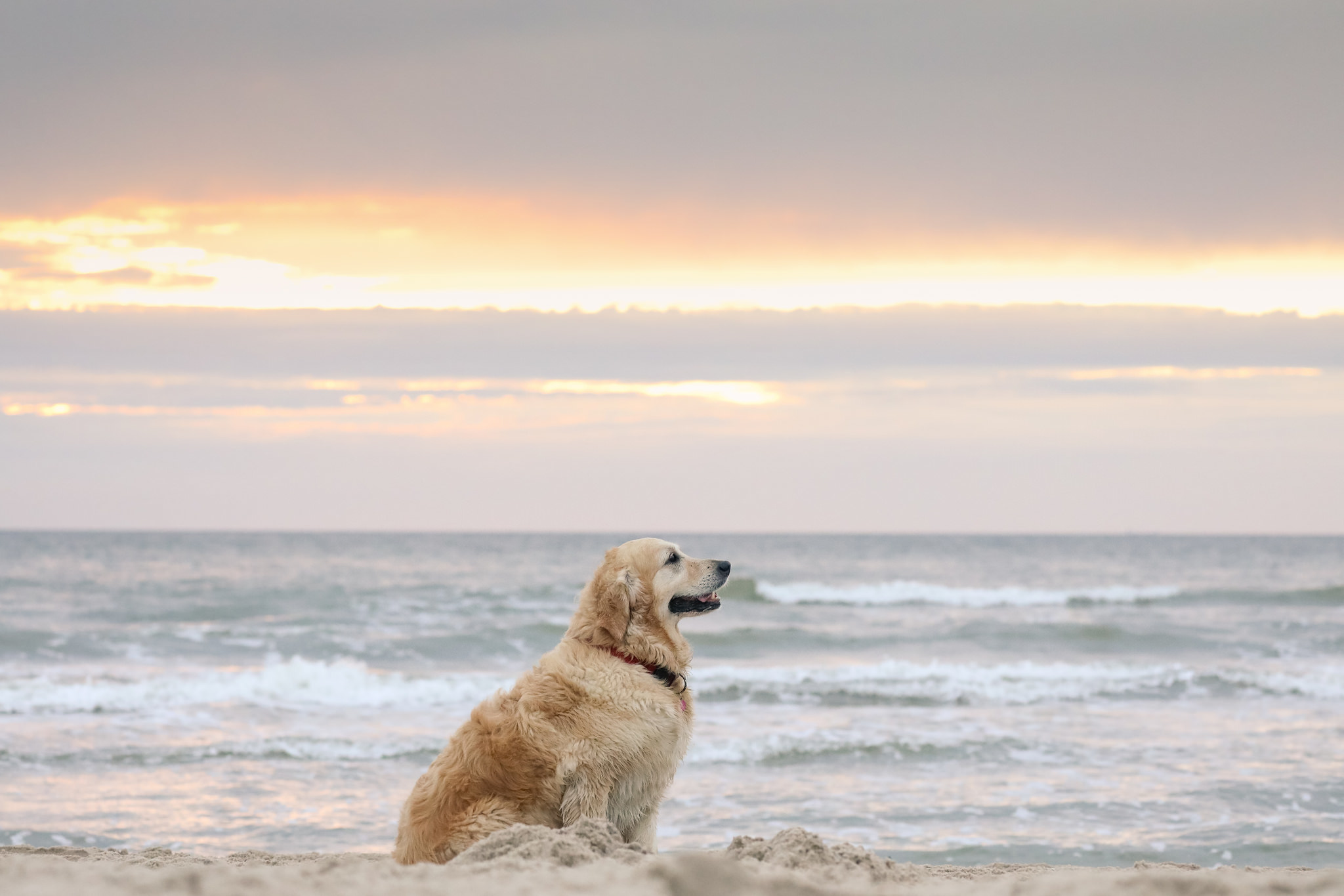 Handy-Wallpaper Tiere, Hunde, Strand, Sand, Horizont, Hund, Ozean, Golden Retriever kostenlos herunterladen.