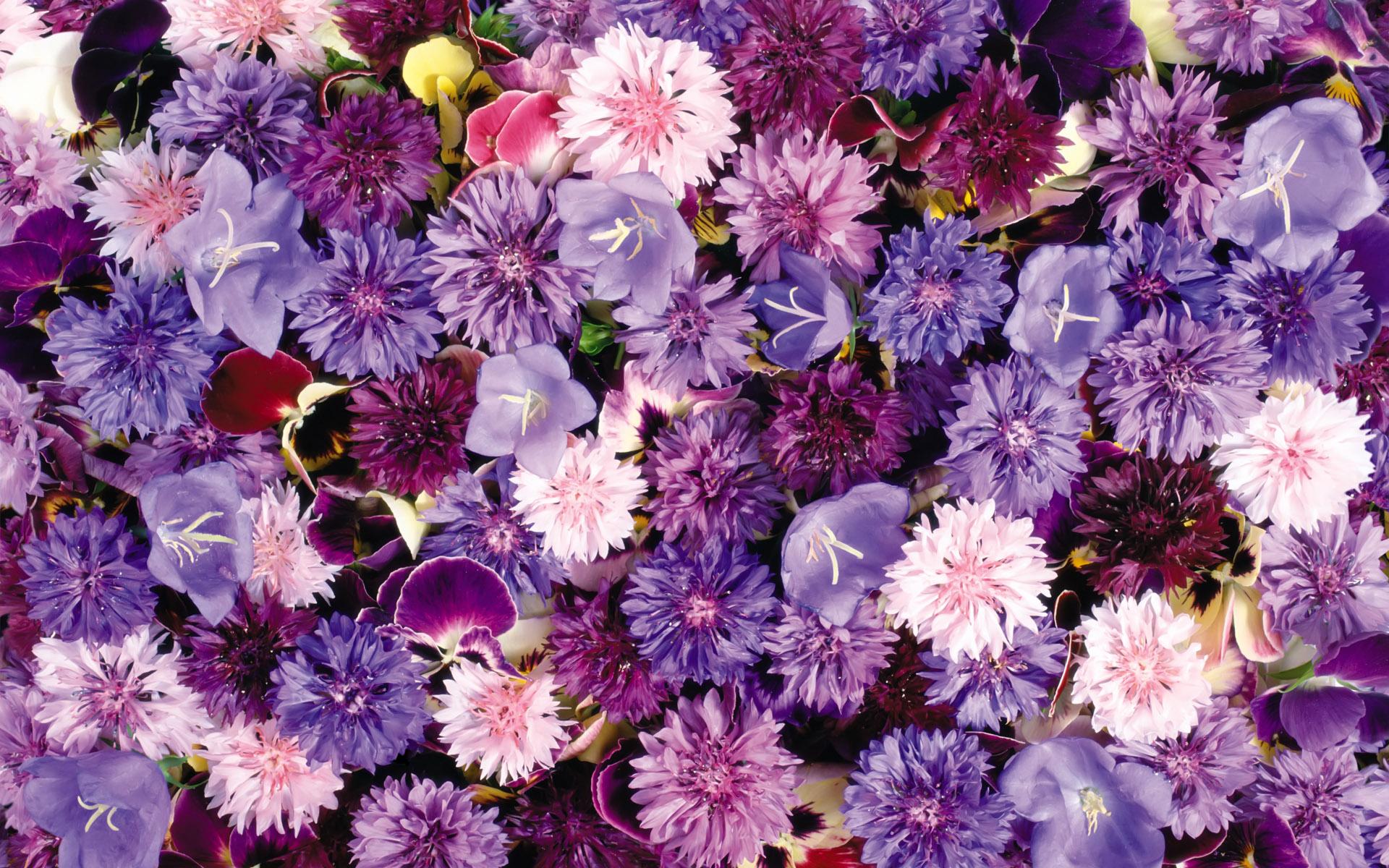 Download mobile wallpaper Flower, Earth, Carnation, Purple Flower, Pink Flower for free.
