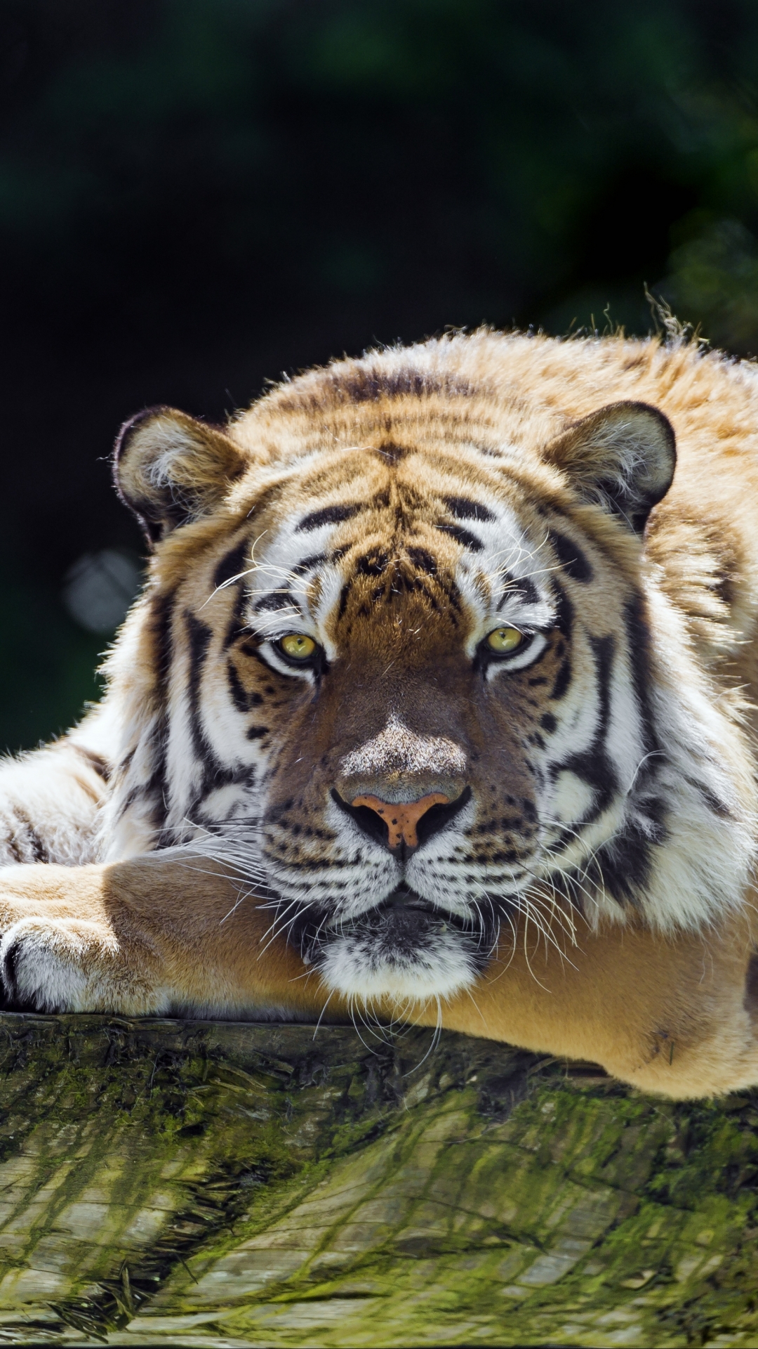 Скачати мобільні шпалери Тигр, Тварина, Коти, Сибірський Тигр, Амурський Тигр, Відпочиває безкоштовно.