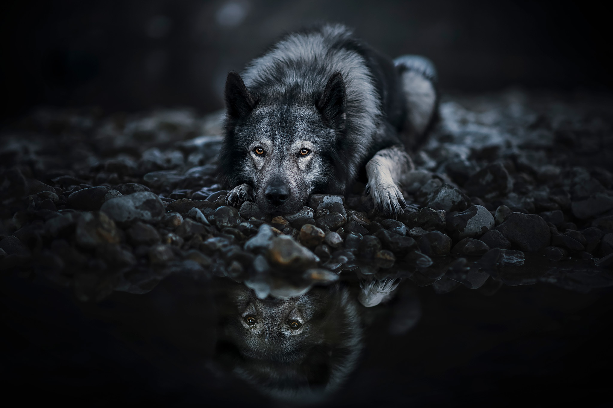 Download mobile wallpaper Dogs, Reflection, Animal, Wolfdog for free.