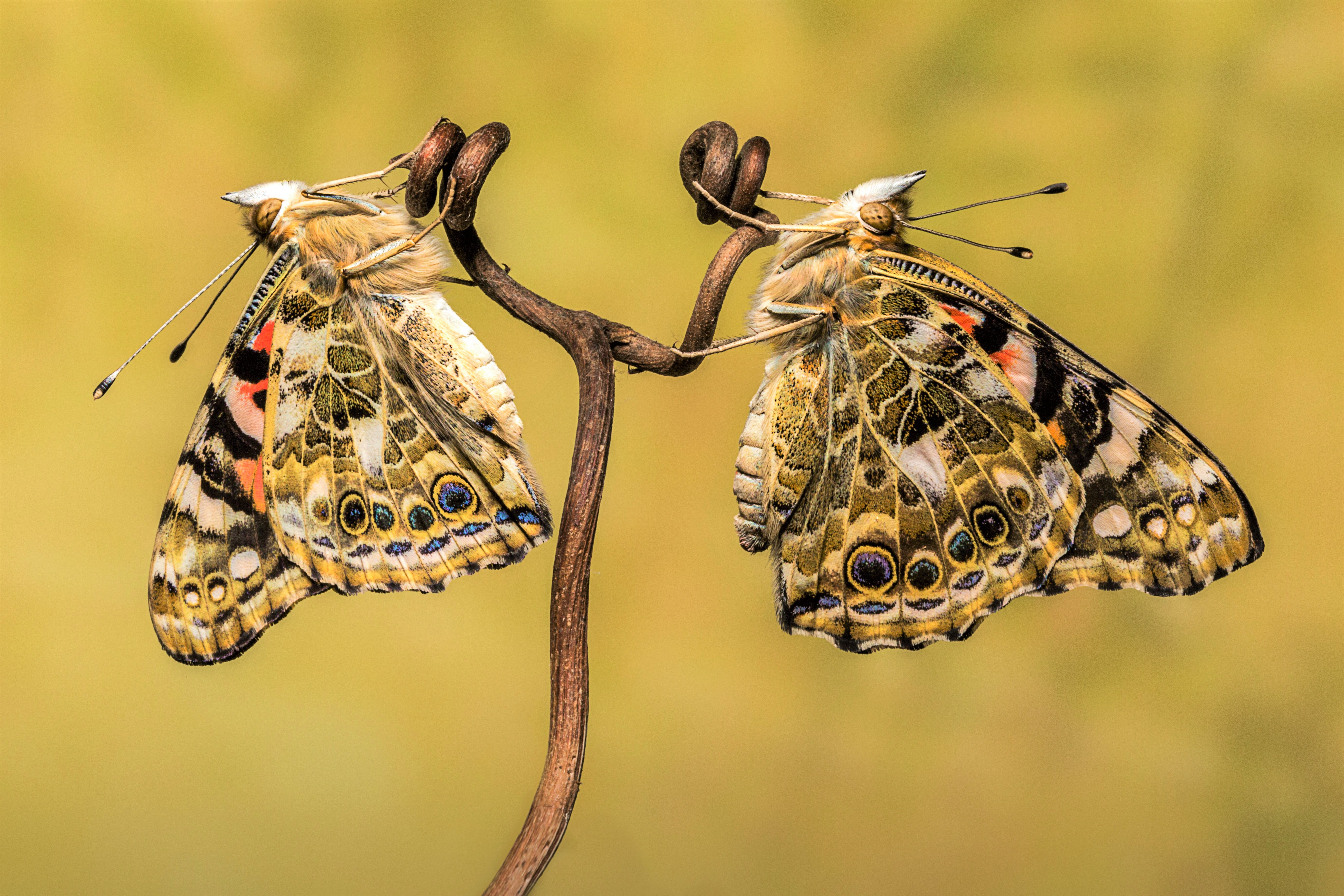 Baixe gratuitamente a imagem Animais, Borboleta, Colorido na área de trabalho do seu PC