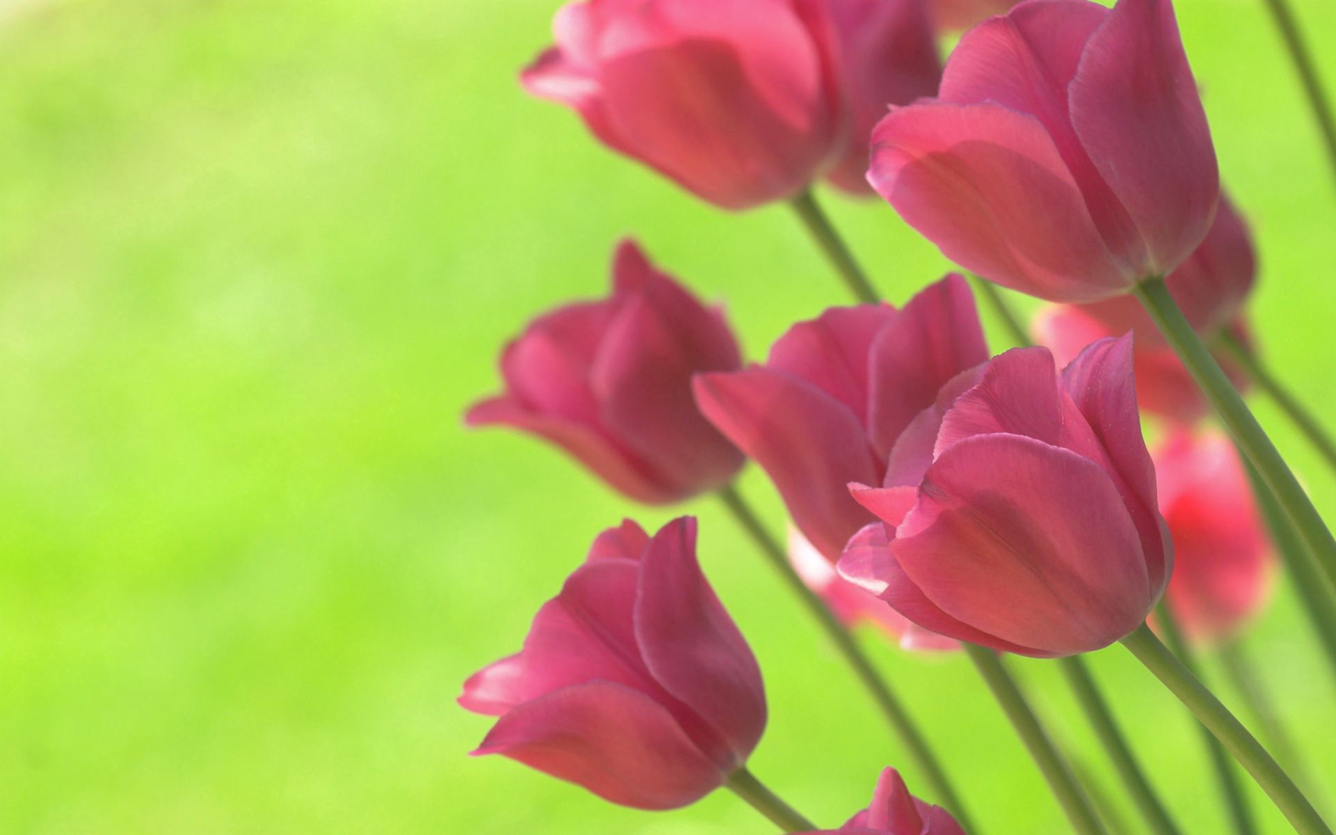 88754 завантажити картинку тюльпани, квіти, весна, салат, салатовий - шпалери і заставки безкоштовно