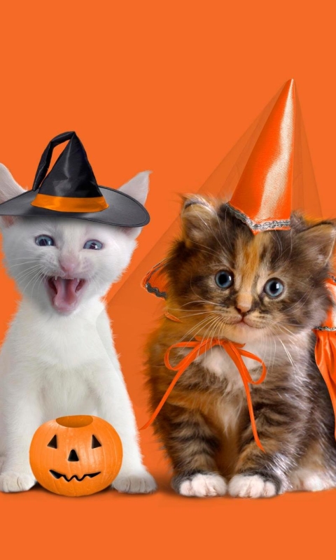 Download mobile wallpaper Halloween, Pumpkin, Kitten, Holiday, Jack O' Lantern for free.