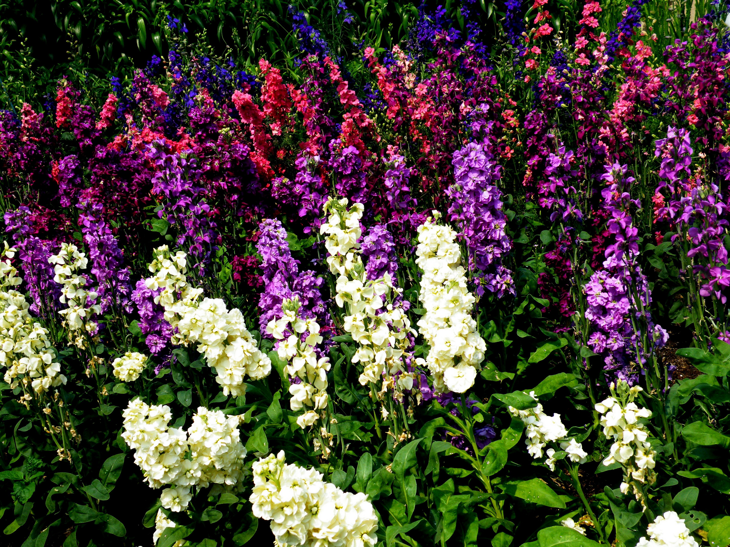 Descarga gratuita de fondo de pantalla para móvil de Flores, Flor, Flor Rosa, Primavera, Flor Blanca, Flor Purpura, Tierra/naturaleza.