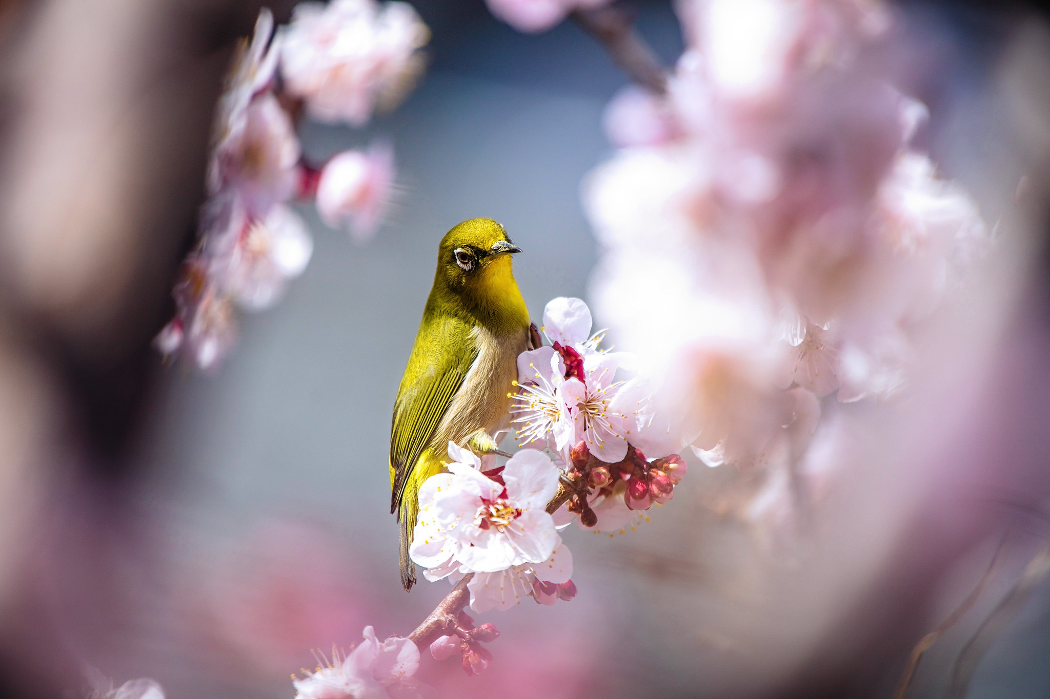 Téléchargez des papiers peints mobile Animaux, Oiseau, Floraison, Des Oiseaux, Zostérops Du Japon gratuitement.