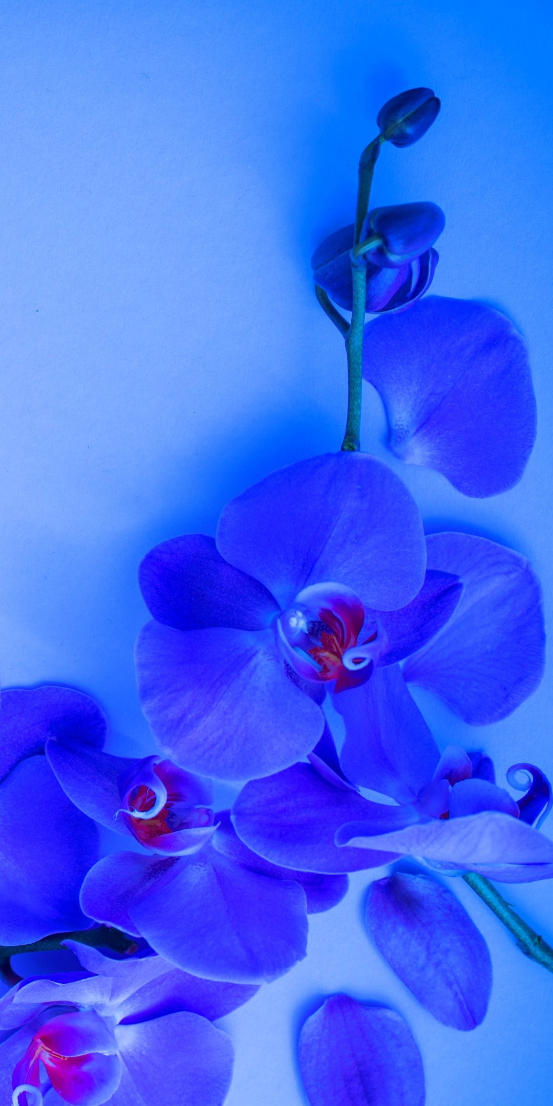 Download mobile wallpaper Orchid, Flowers, Flower, Earth for free.