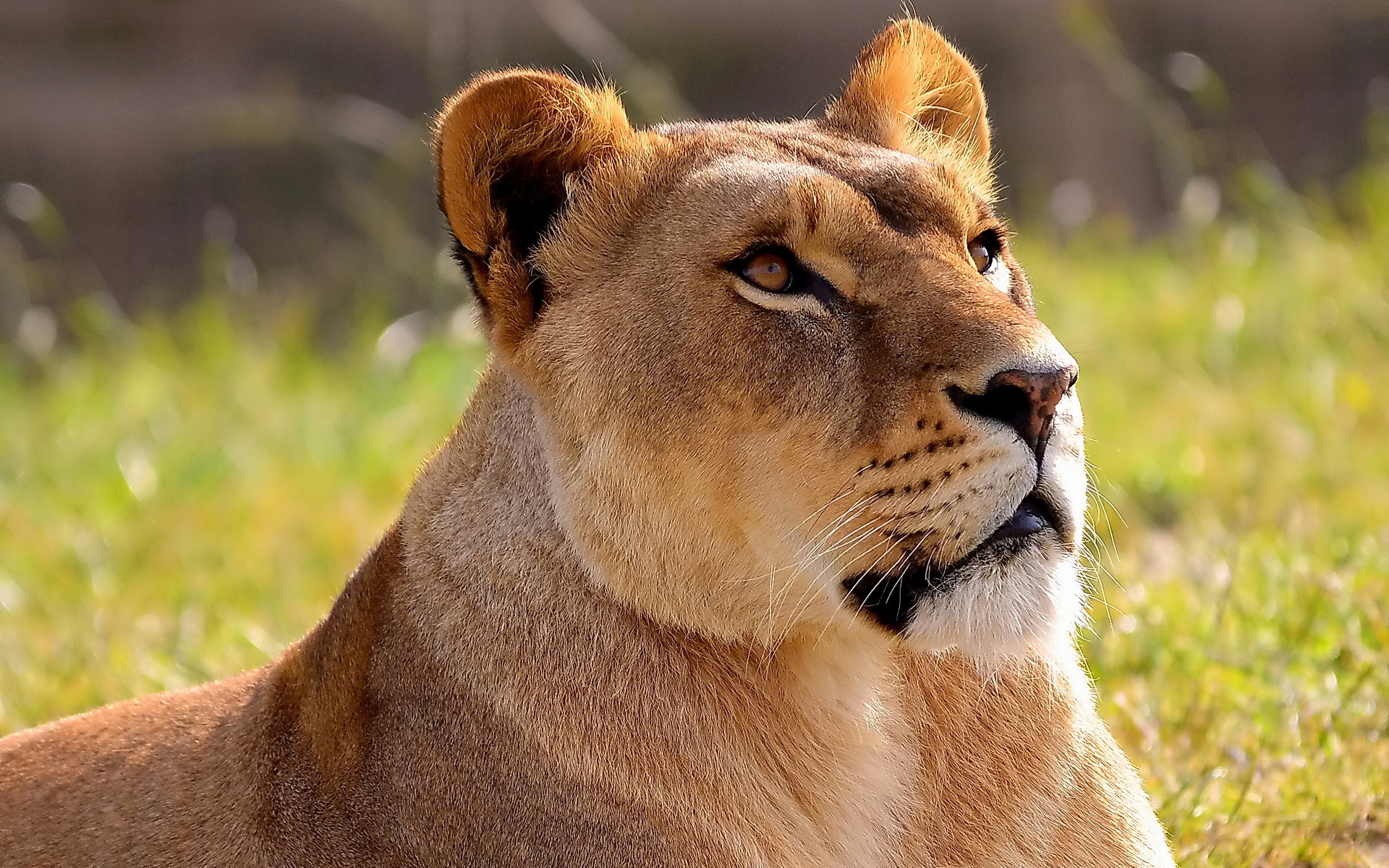 Téléchargez gratuitement l'image Animaux, Chats, Lion sur le bureau de votre PC