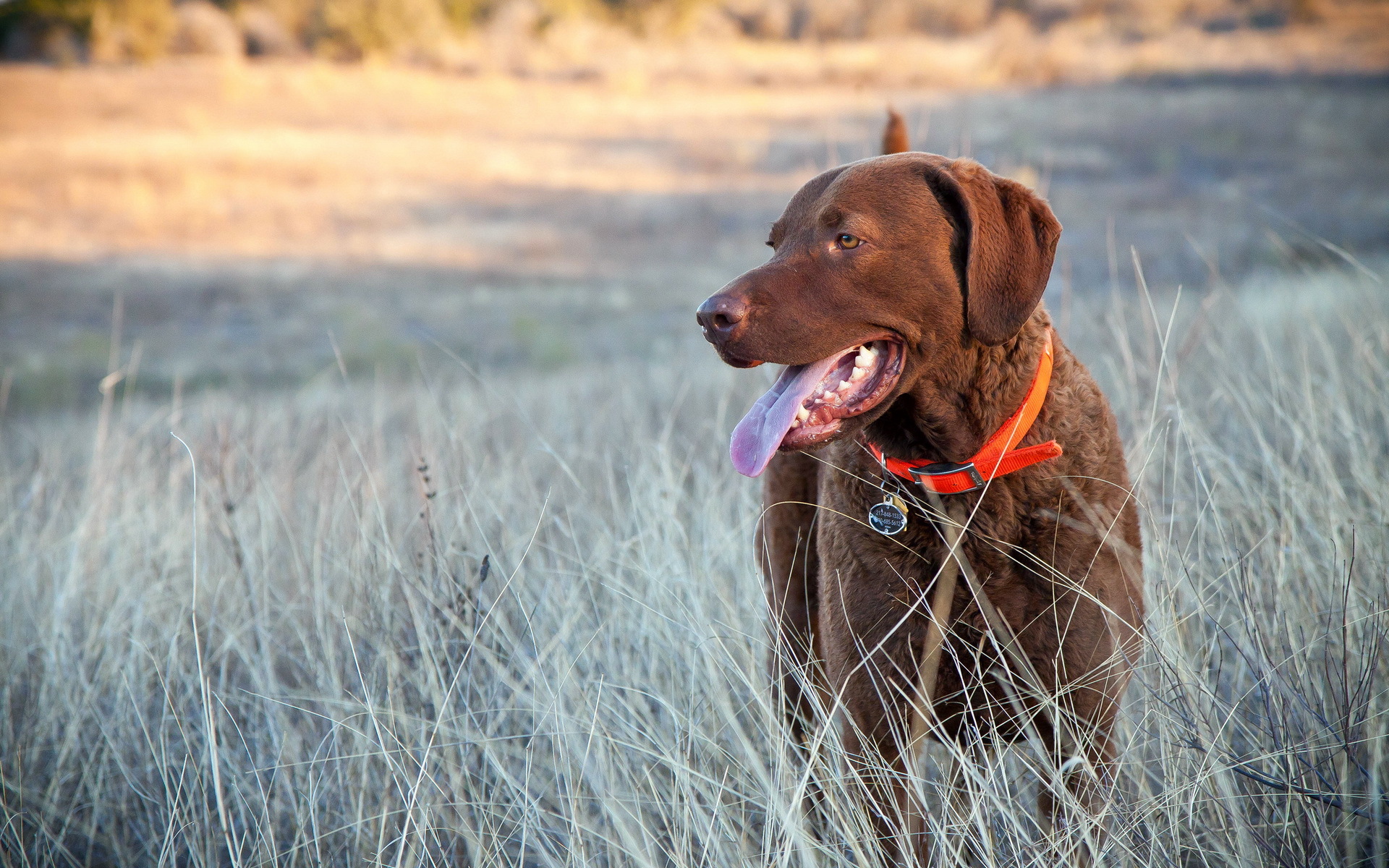 Laden Sie das Hunde, Hund, Tiere-Bild kostenlos auf Ihren PC-Desktop herunter