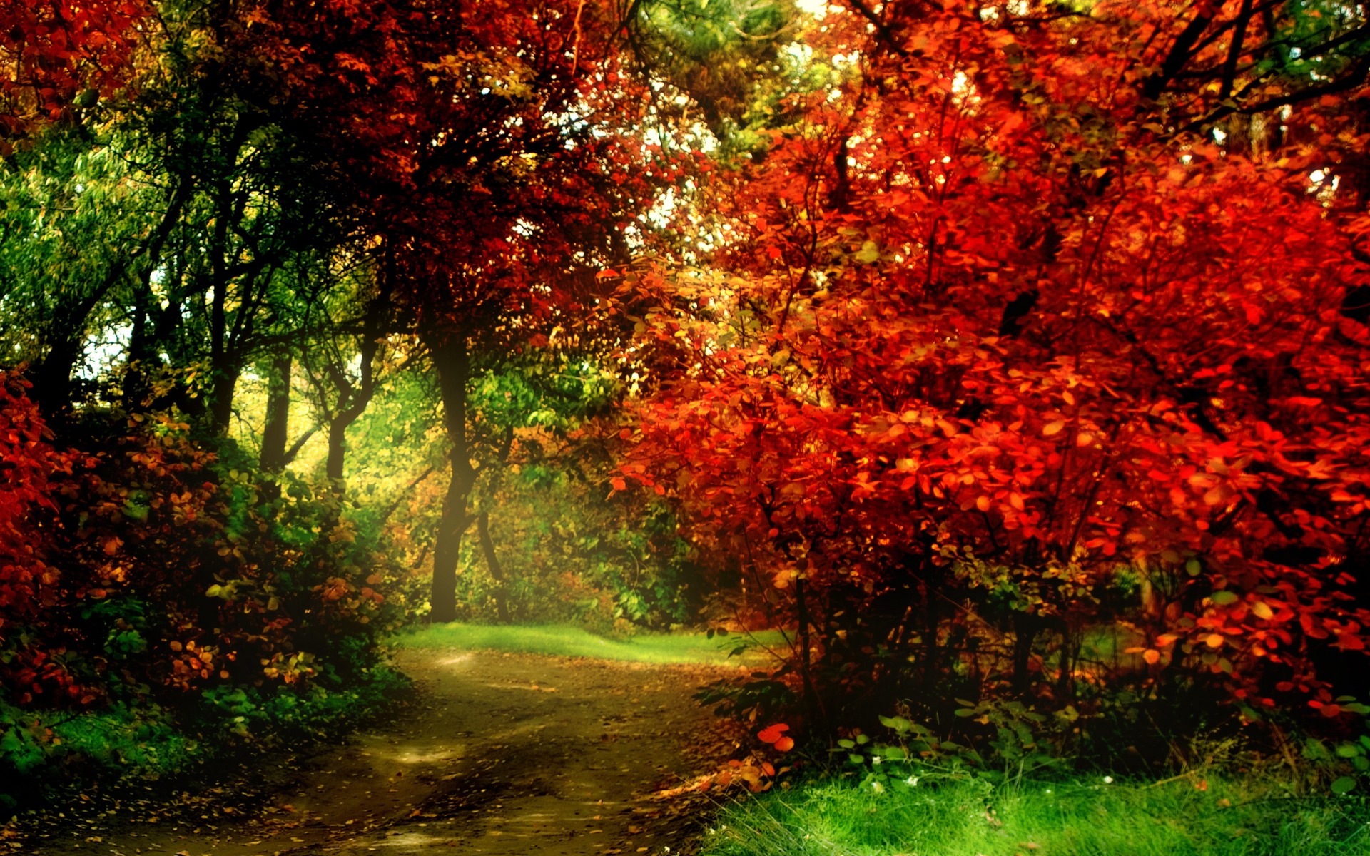 Free download wallpaper Forest, Fall, Earth, Path on your PC desktop