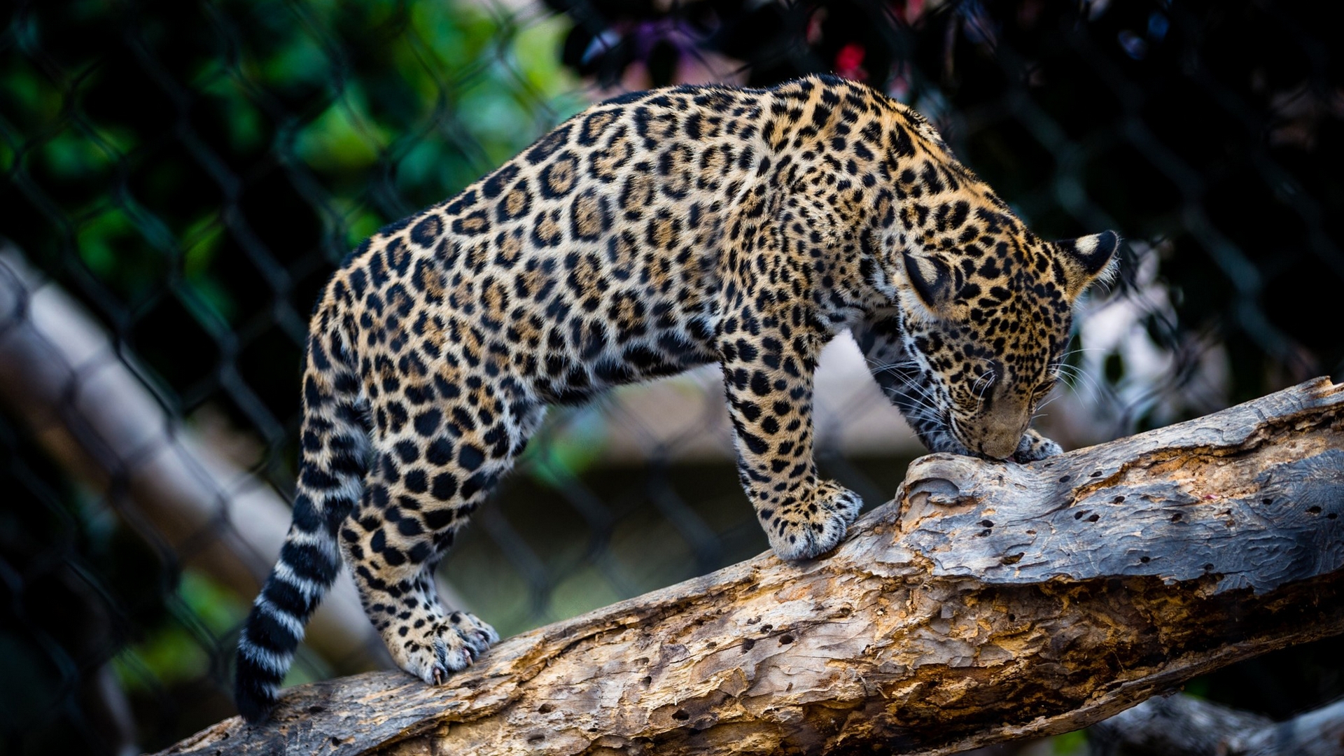 Download mobile wallpaper Cats, Leopard, Animal for free.