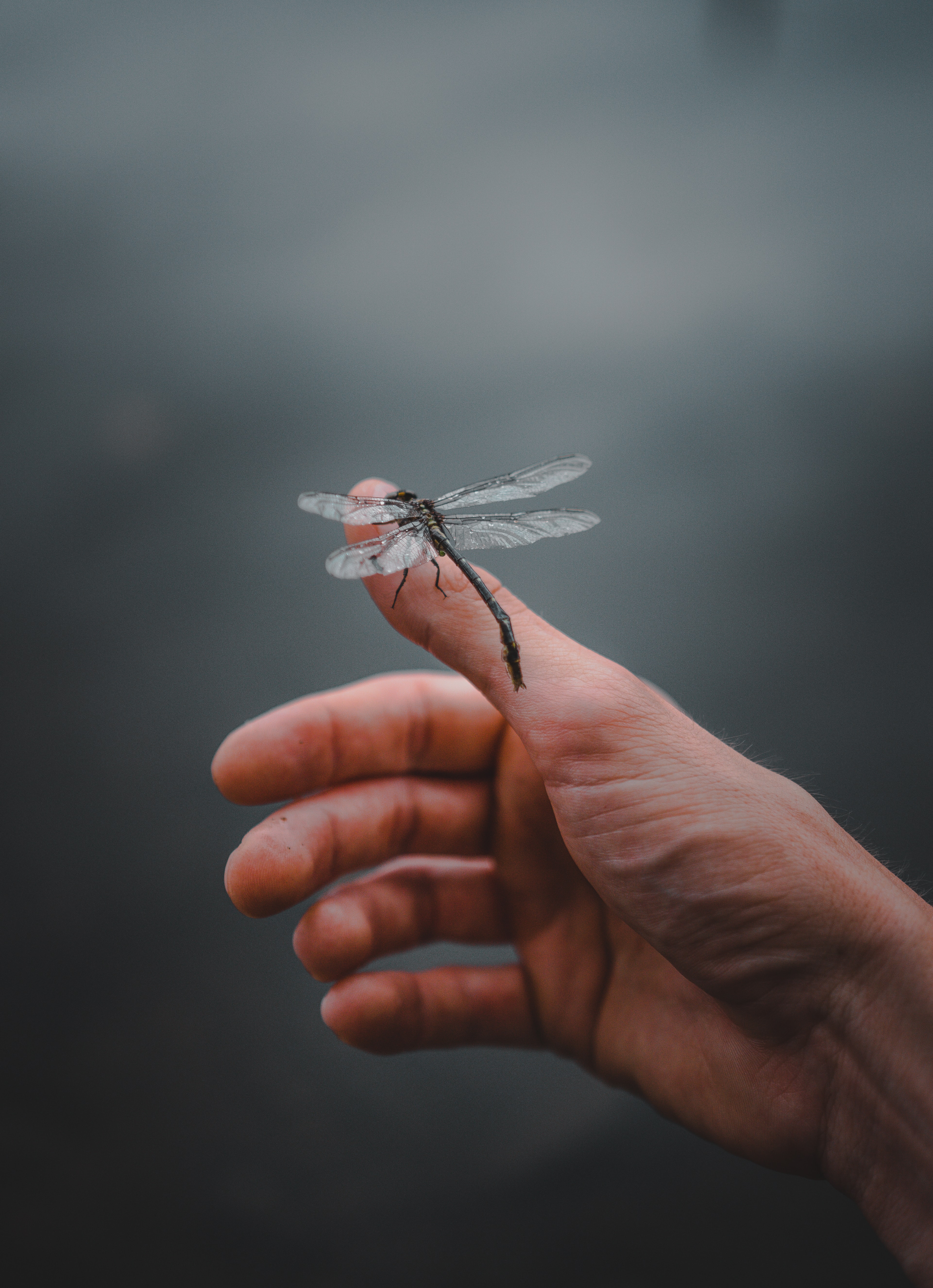 dragonfly, fingers, hand, miscellanea, miscellaneous, insect