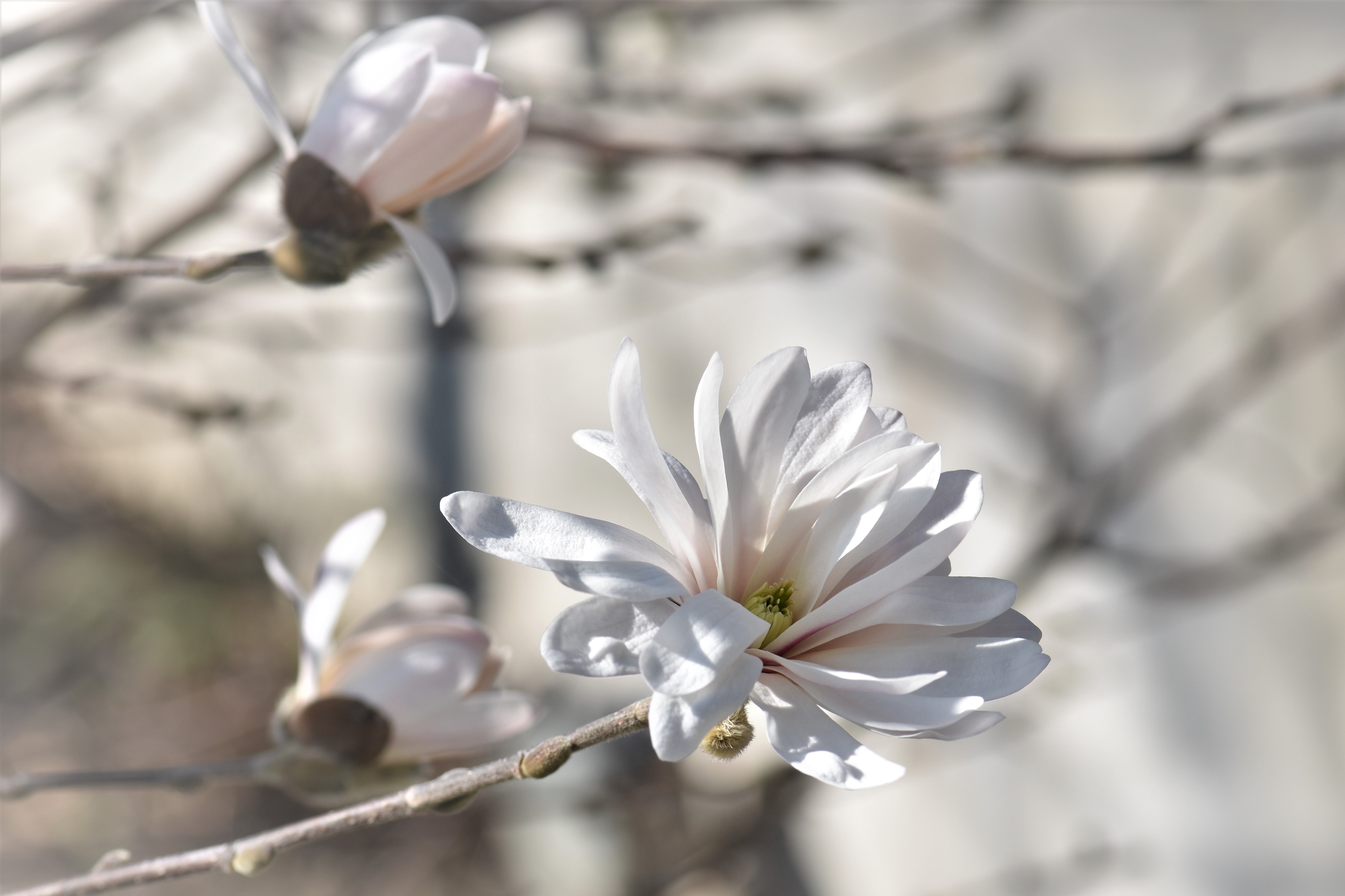 111817 Bild herunterladen blumen, holz, baum, magnolie, magnolia - Hintergrundbilder und Bildschirmschoner kostenlos