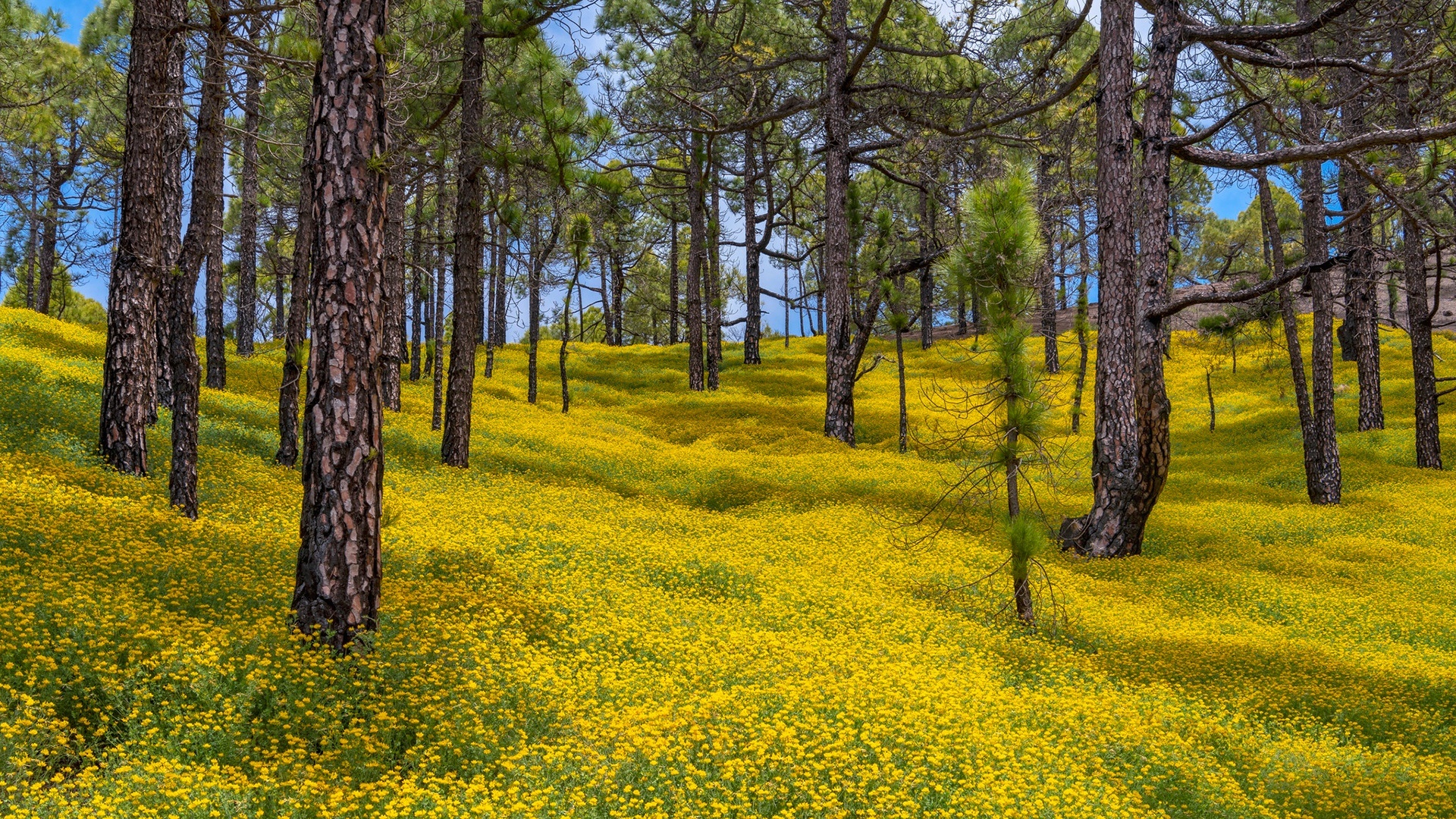 無料モバイル壁紙フラワーズ, 木, 花, 森, 地球, 黄色い花をダウンロードします。